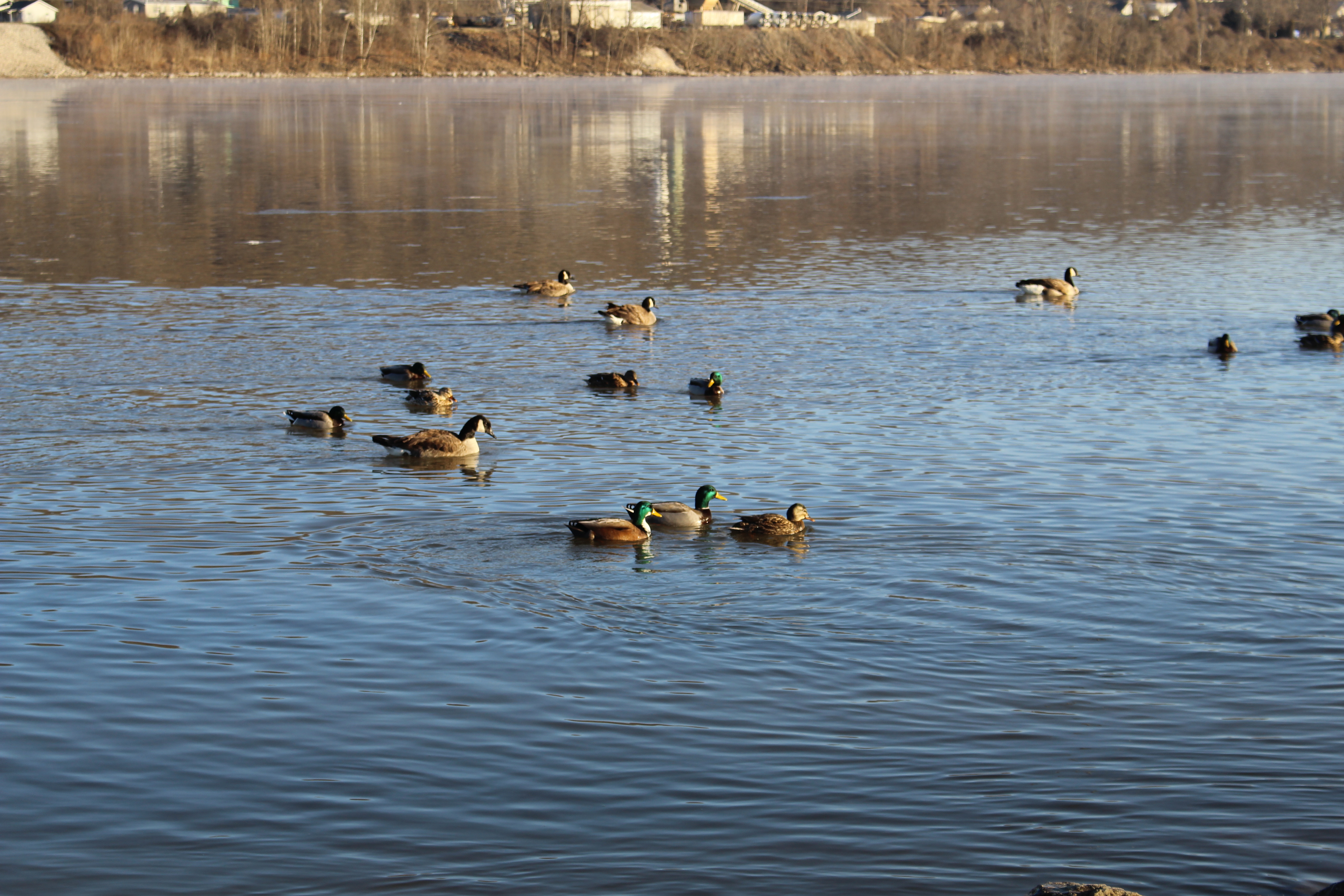 Free download high resolution image - free image free photo free stock image public domain picture -Ducks