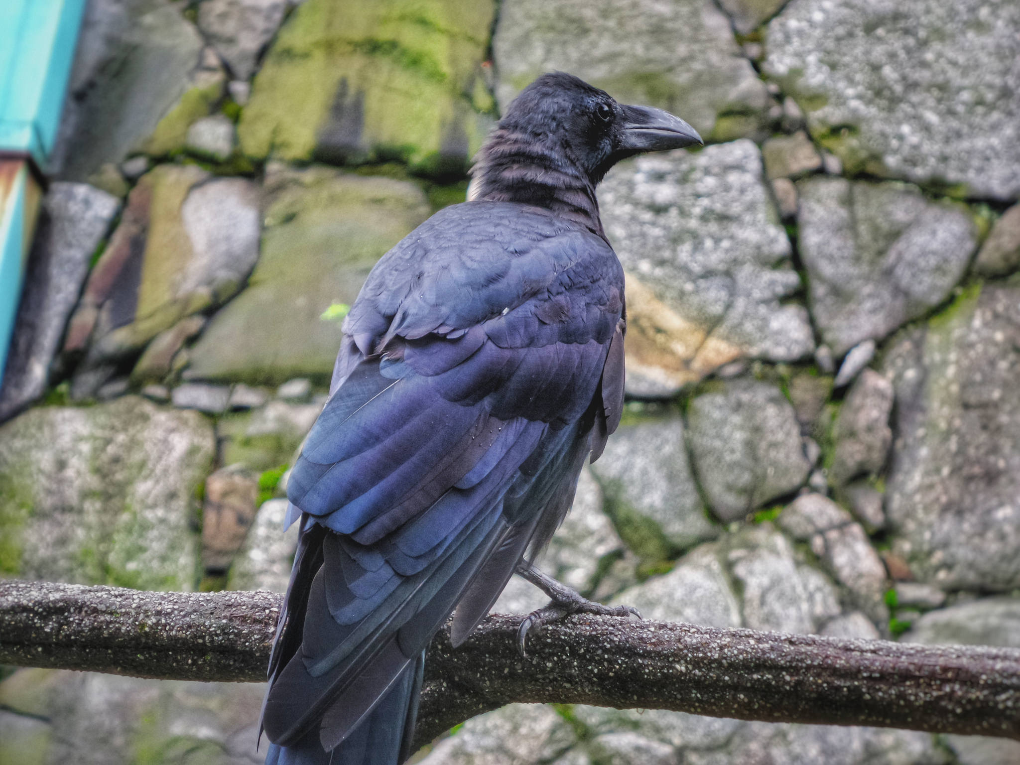 Free download high resolution image - free image free photo free stock image public domain picture -Crows on dead tree