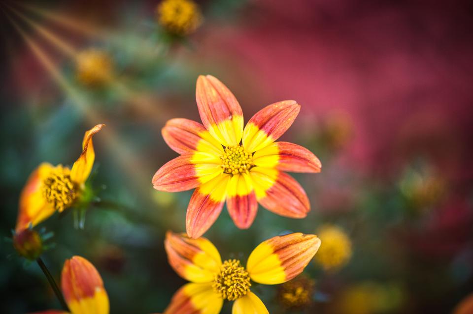 Free download high resolution image - free image free photo free stock image public domain picture  sun flowers