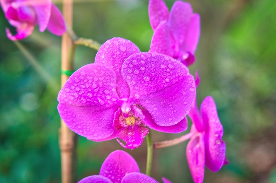 Free download high resolution image - free image free photo free stock image public domain picture  Pink Phalaenopsis orchid