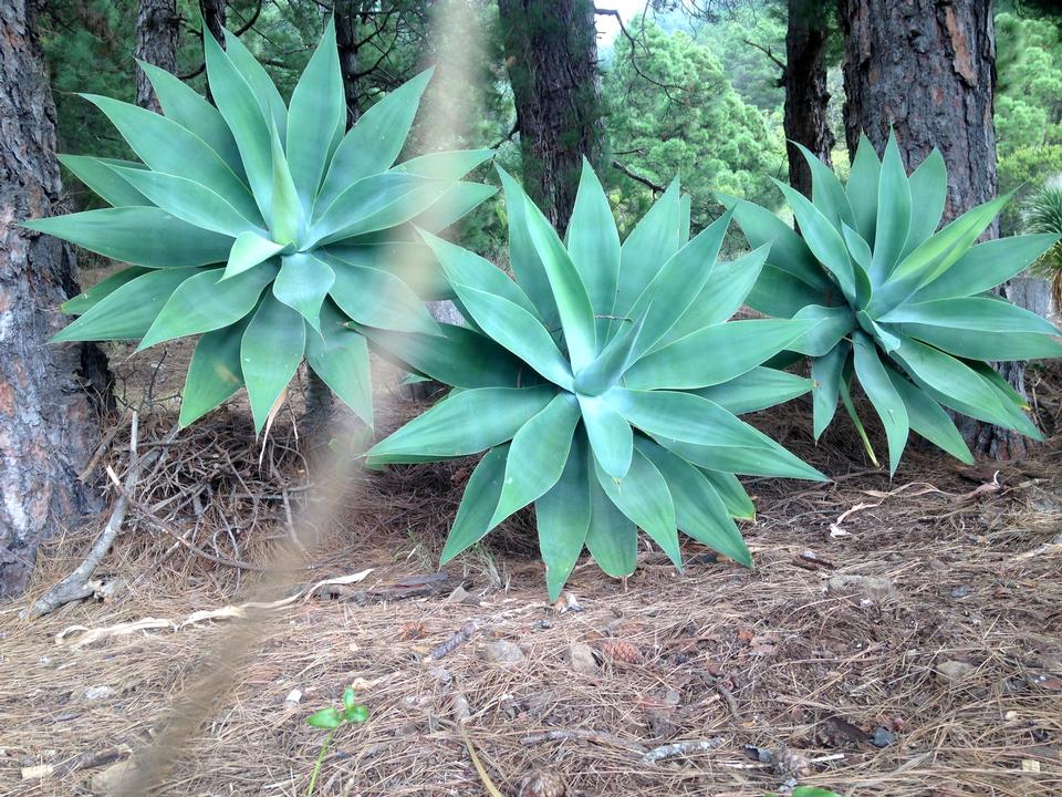 Free download high resolution image - free image free photo free stock image public domain picture  Three plants El Paso La Palma Canarias