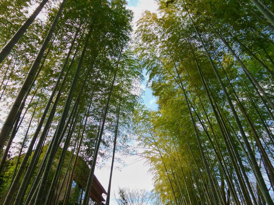 Free download high resolution image - free image free photo free stock image public domain picture  Lanscape of bamboo tree