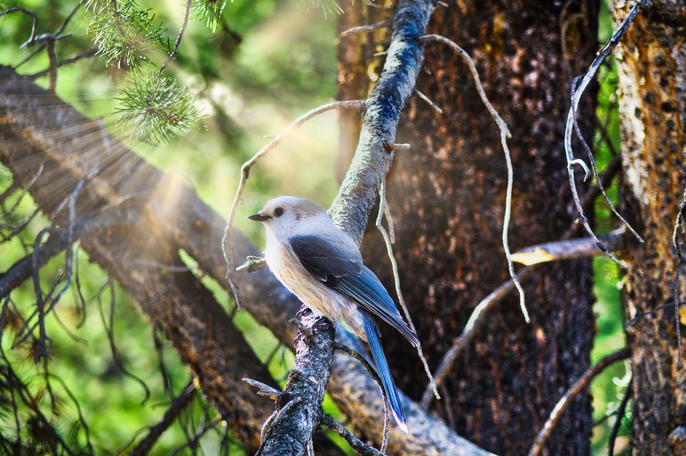 Free download high resolution image - free image free photo free stock image public domain picture  Bird in a Tree