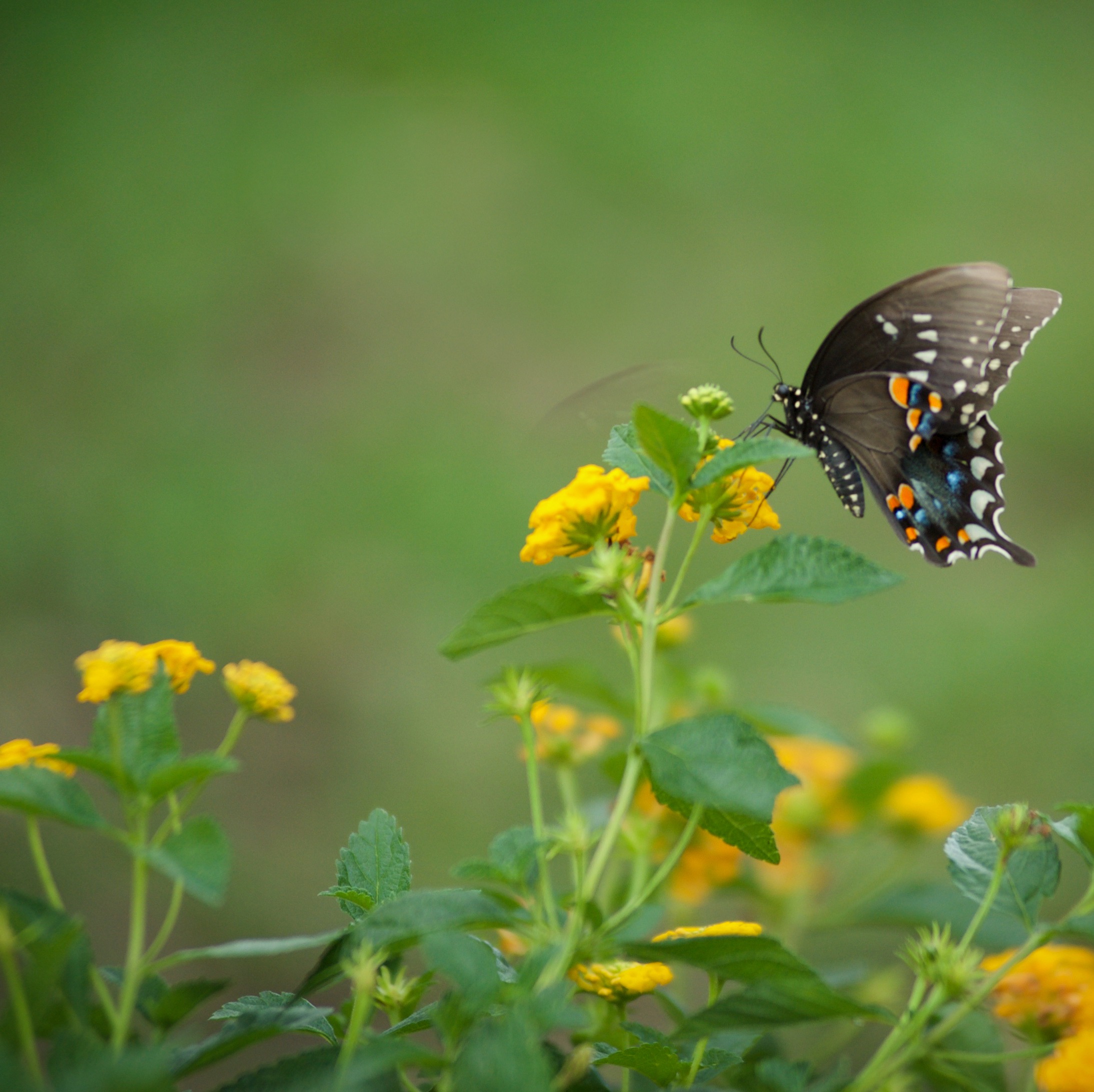 Free download high resolution image - free image free photo free stock image public domain picture -Eastern Tiger Swallowtail Butterfly