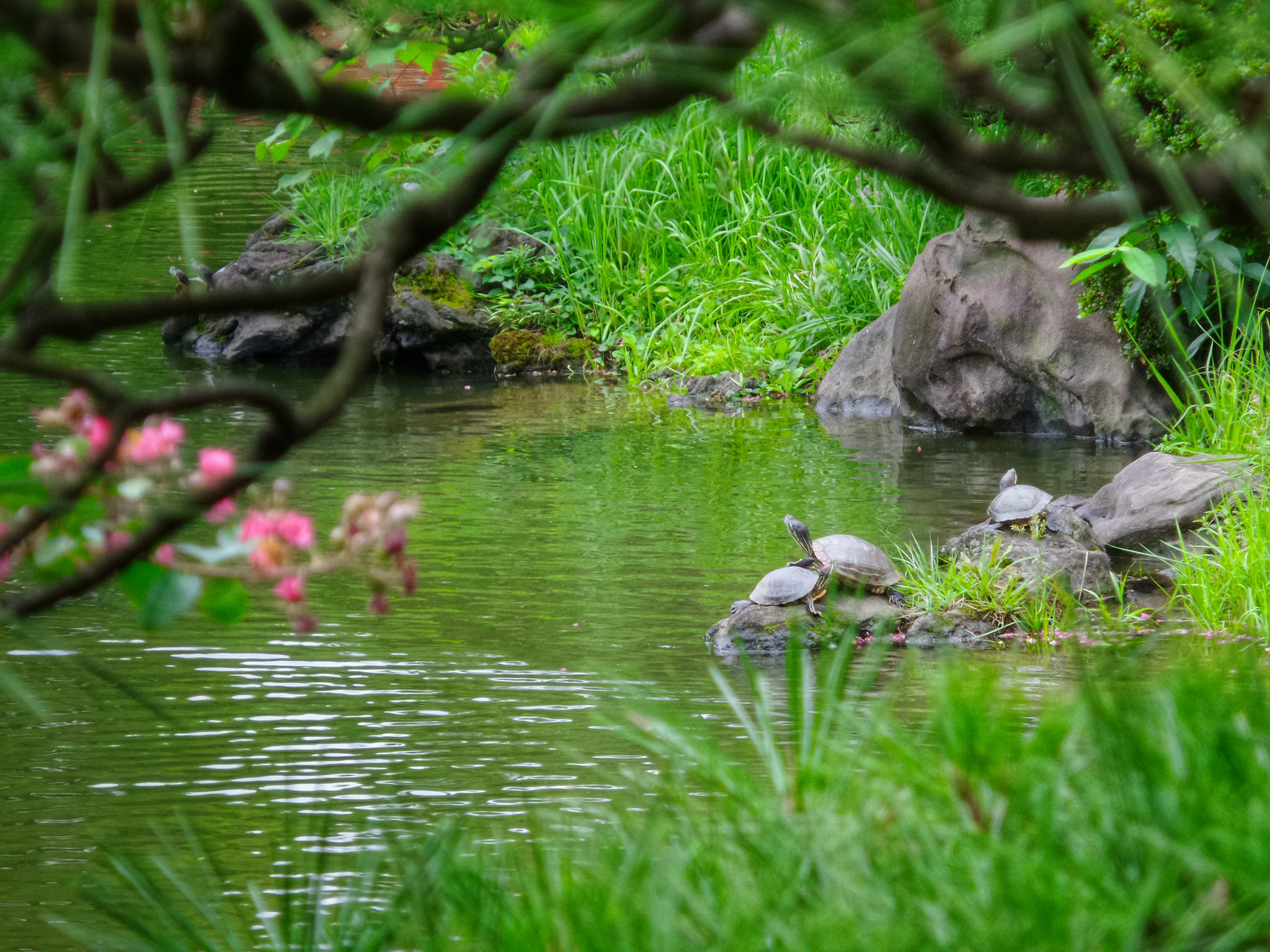 Free download high resolution image - free image free photo free stock image public domain picture -The beautiful Japanese garden