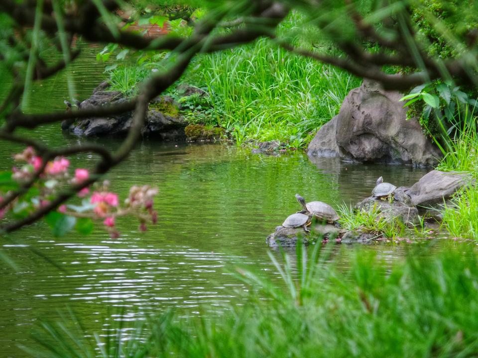 Free download high resolution image - free image free photo free stock image public domain picture  The beautiful Japanese garden