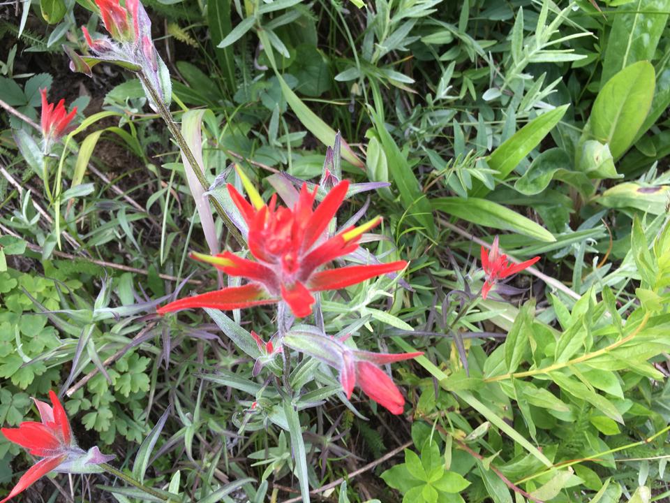 Free download high resolution image - free image free photo free stock image public domain picture  Wildflowers on the Six Glaciers Trail