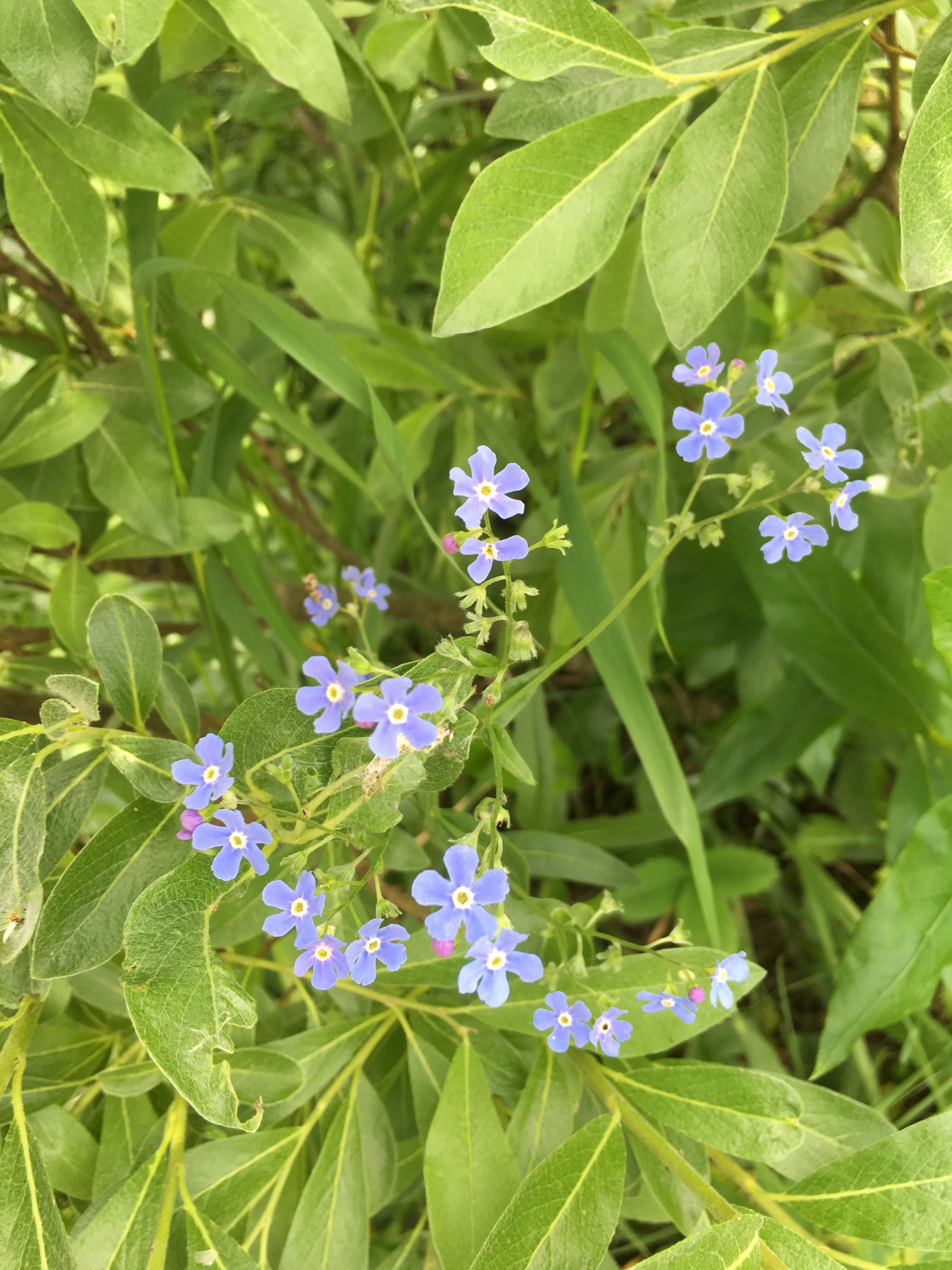 Free download high resolution image - free image free photo free stock image public domain picture -Wildflowers on the Six Glaciers Trail