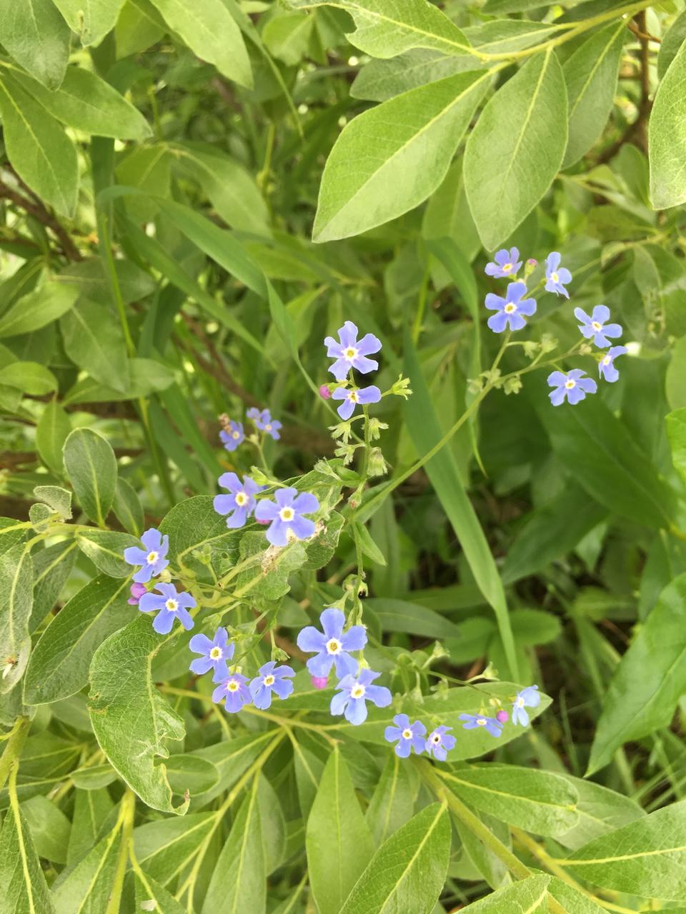 Free download high resolution image - free image free photo free stock image public domain picture  Wildflowers on the Six Glaciers Trail