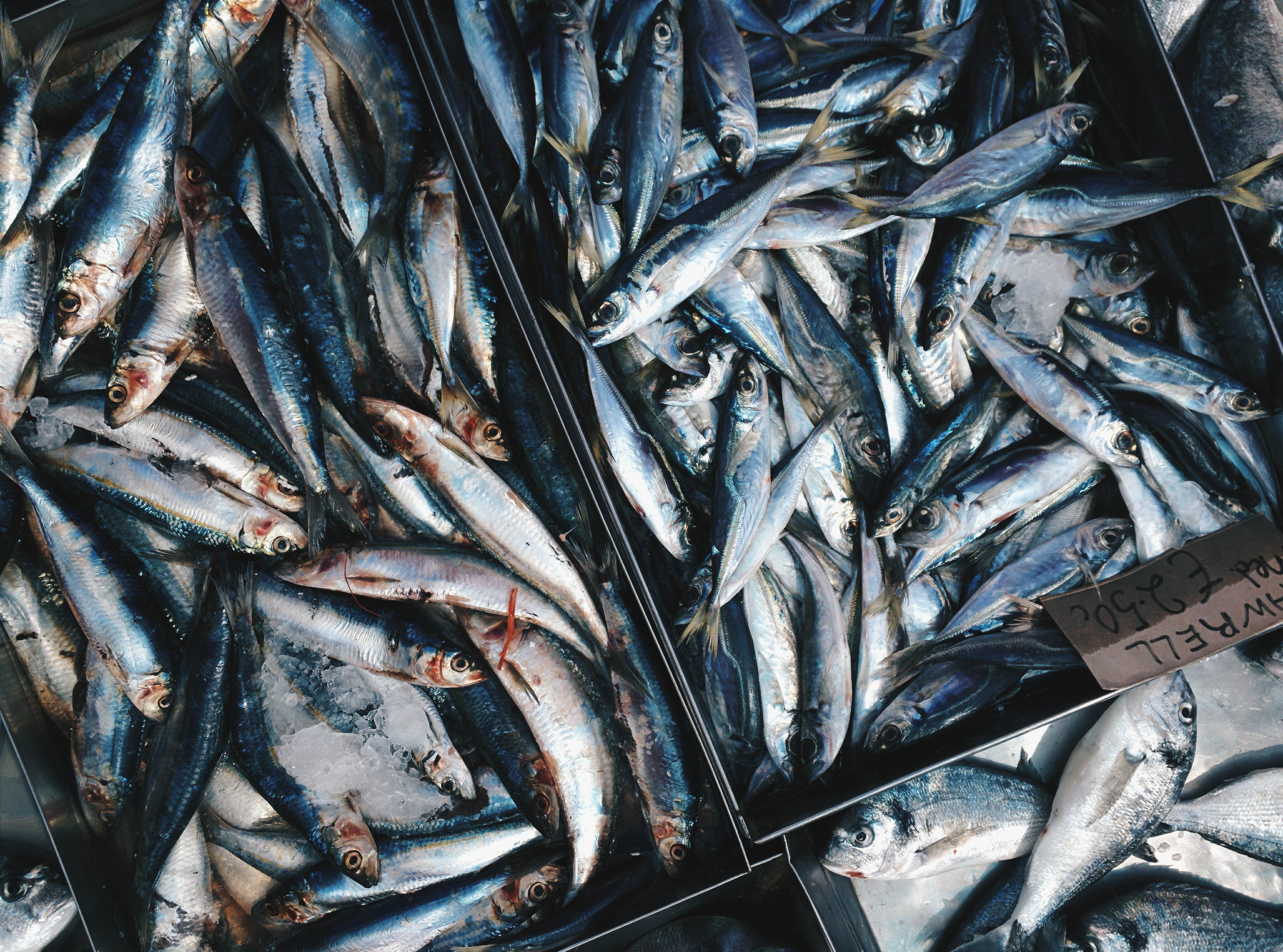 Free download high resolution image - free image free photo free stock image public domain picture -Fresh blue Mackerells at a fish market