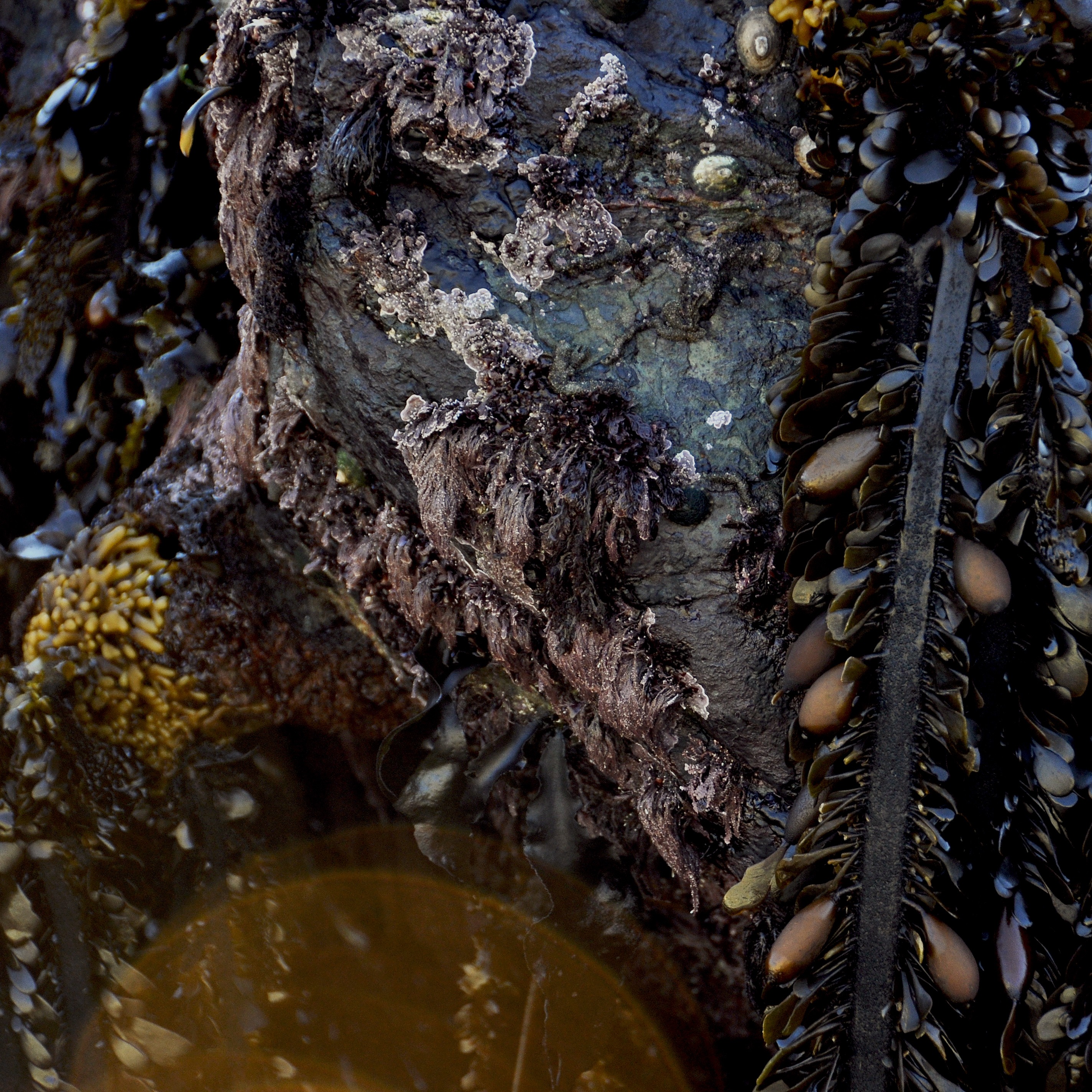 Free download high resolution image - free image free photo free stock image public domain picture -Brown algae, fucus