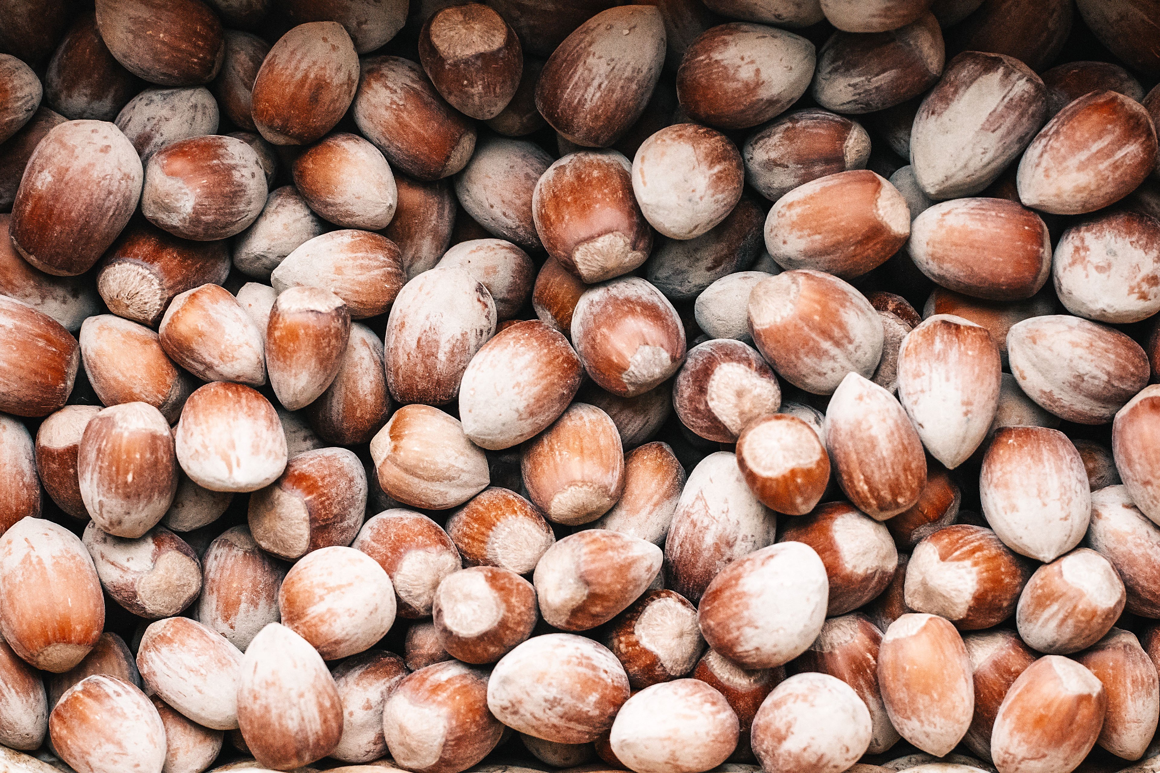 Free download high resolution image - free image free photo free stock image public domain picture -Closeup of many unshelled chestnuts