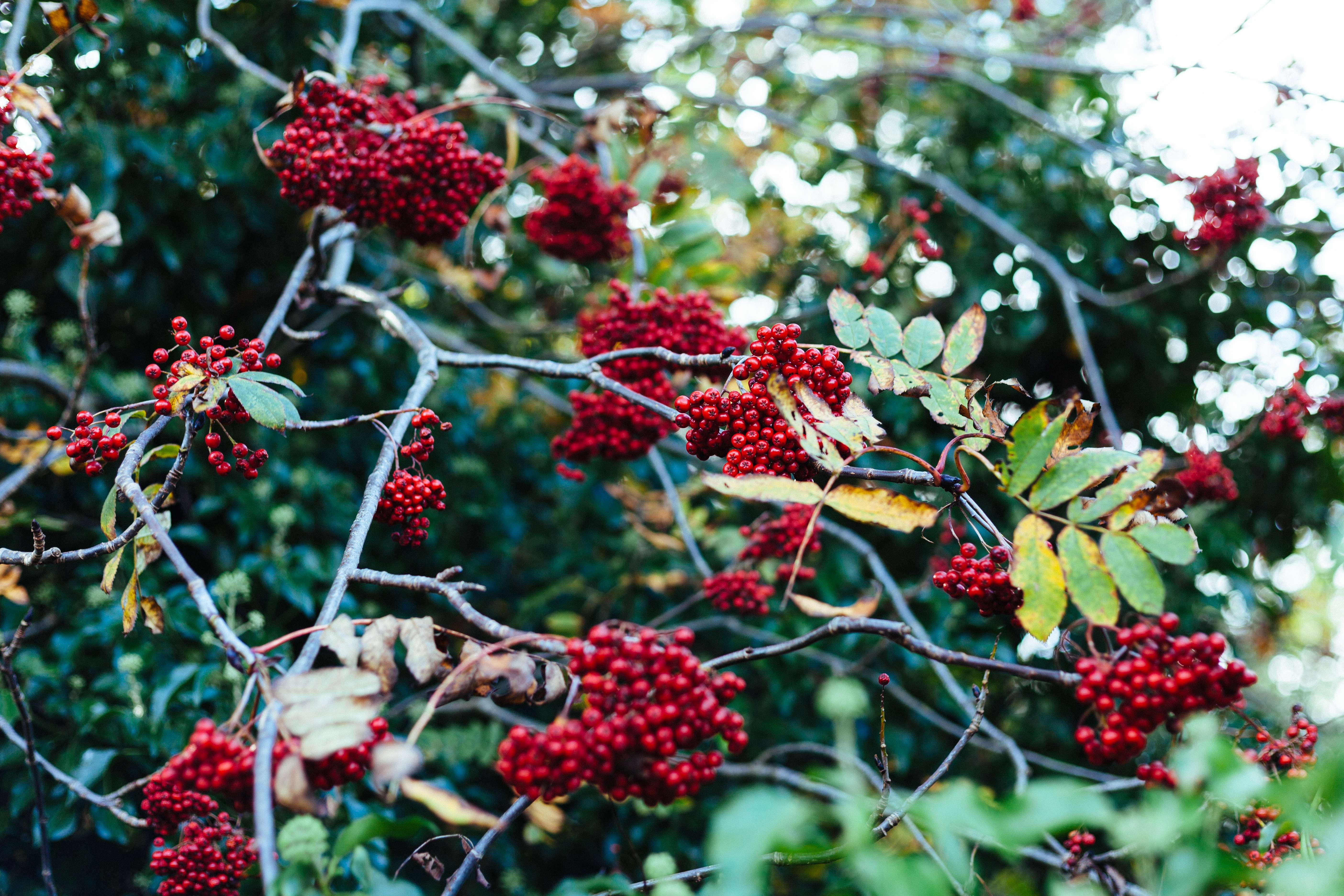 Free download high resolution image - free image free photo free stock image public domain picture -Shrub with lots of red berries on branches