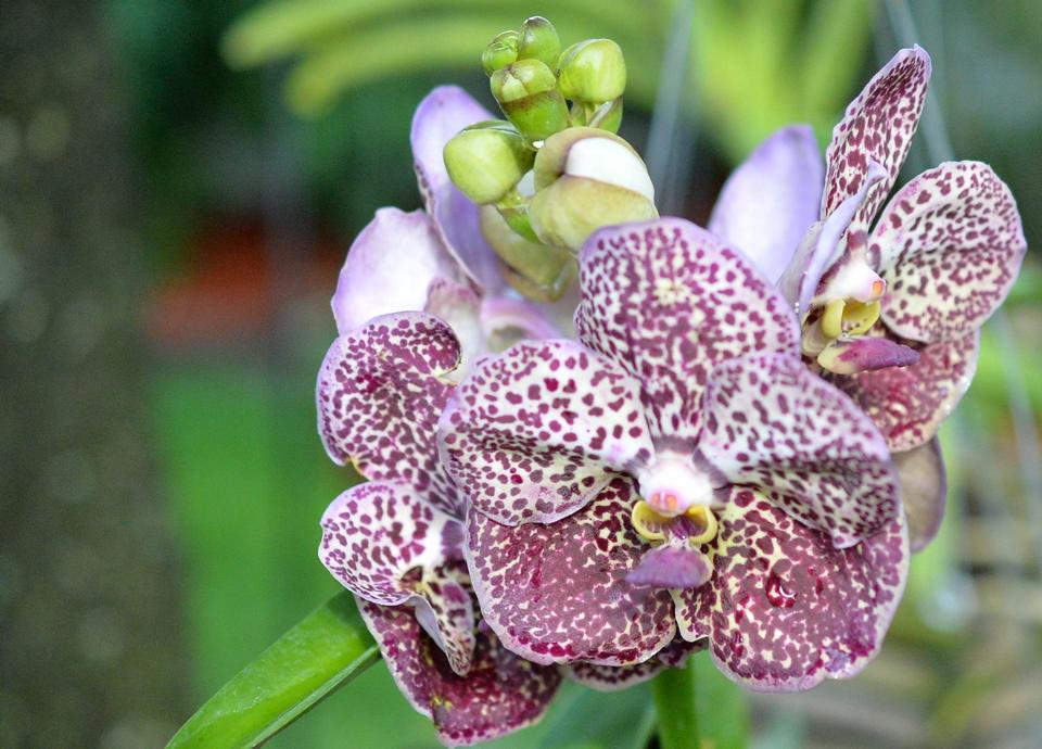 Free download high resolution image - free image free photo free stock image public domain picture  Vanda orchid blooming