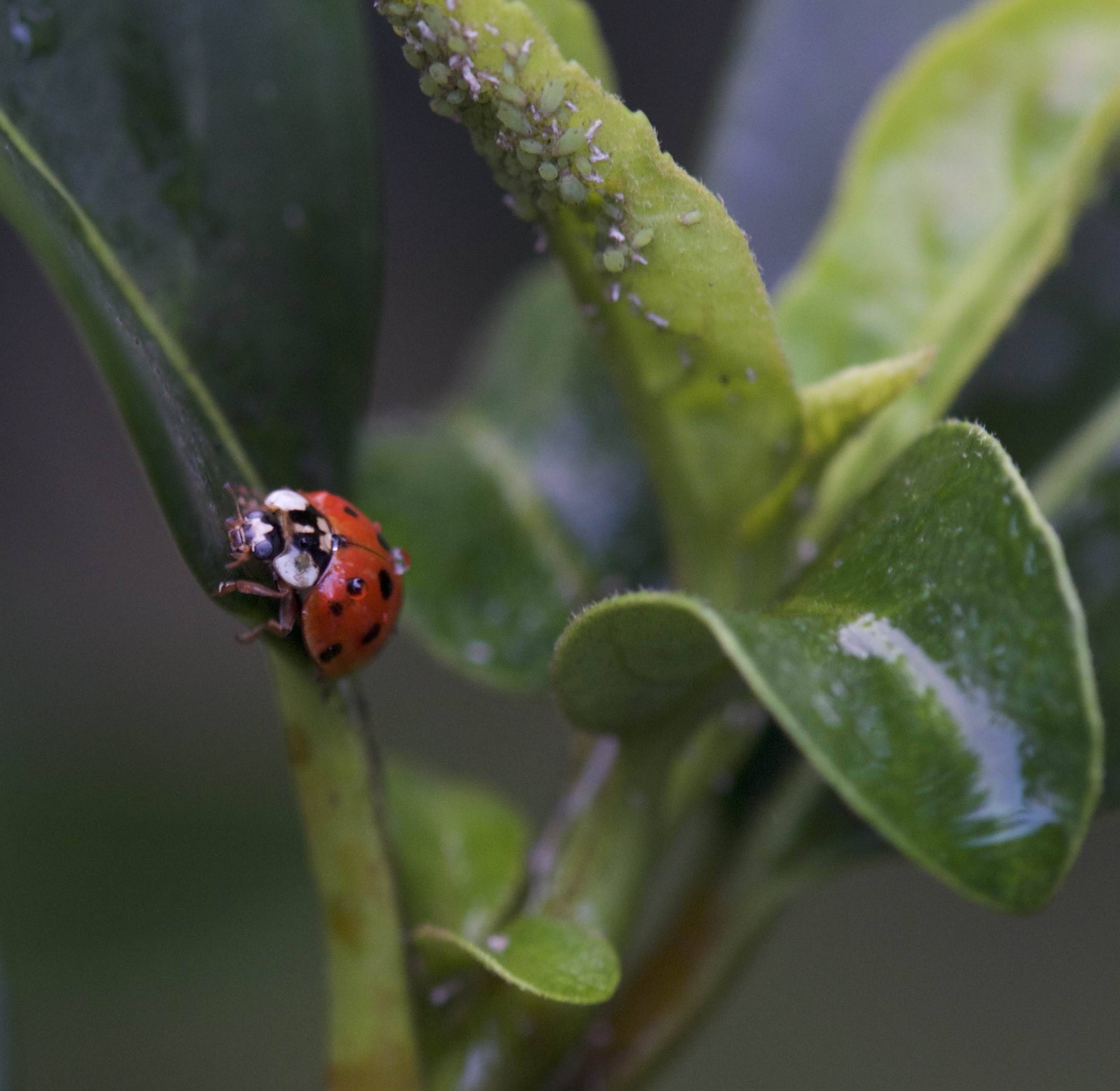 Free download high resolution image - free image free photo free stock image public domain picture -Closeup of a ladybird eating an aphid