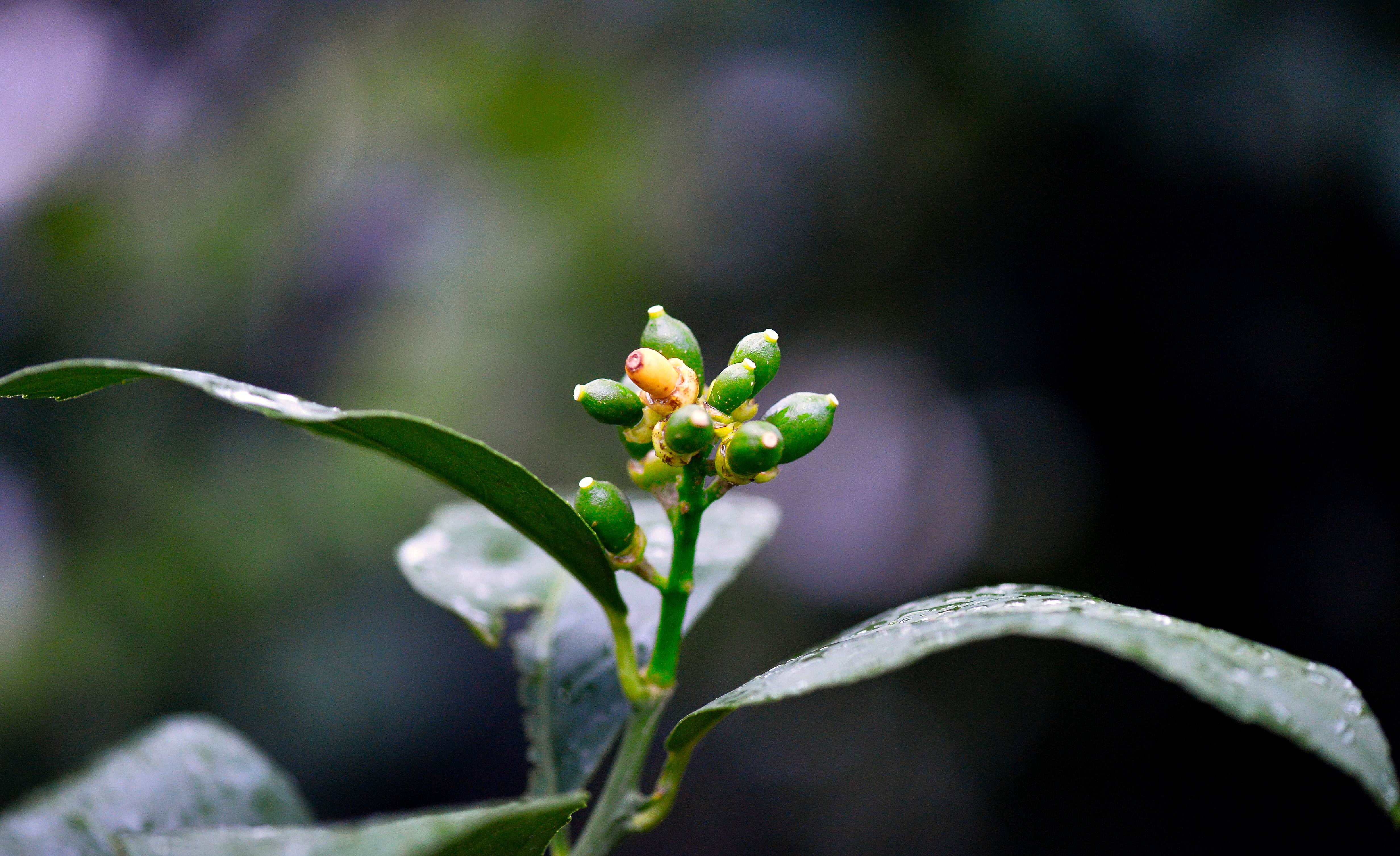 Free download high resolution image - free image free photo free stock image public domain picture -orange baby organic on tree