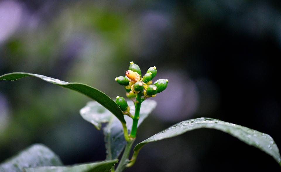 Free download high resolution image - free image free photo free stock image public domain picture  orange baby organic on tree