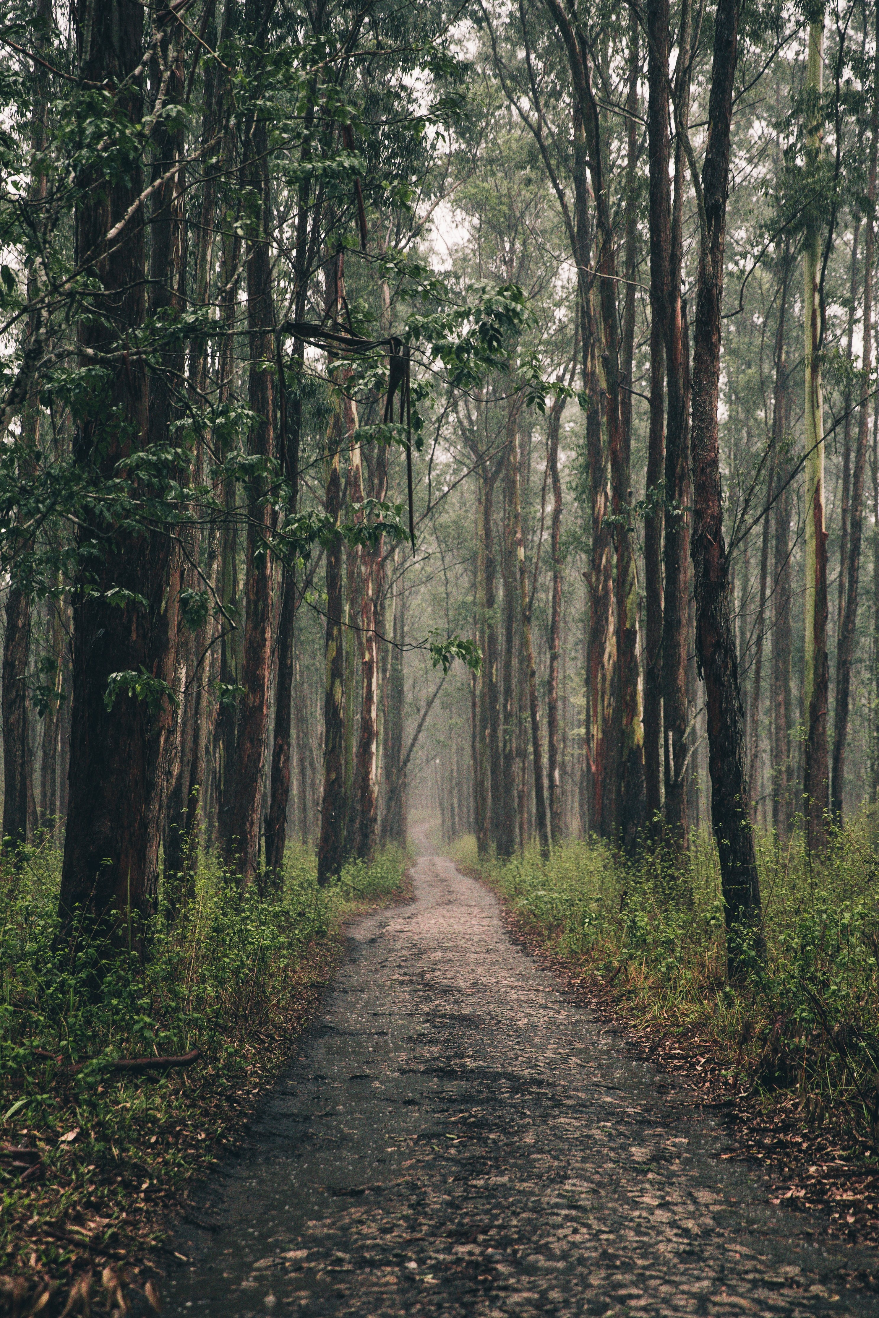 Free download high resolution image - free image free photo free stock image public domain picture -Long path through a forest