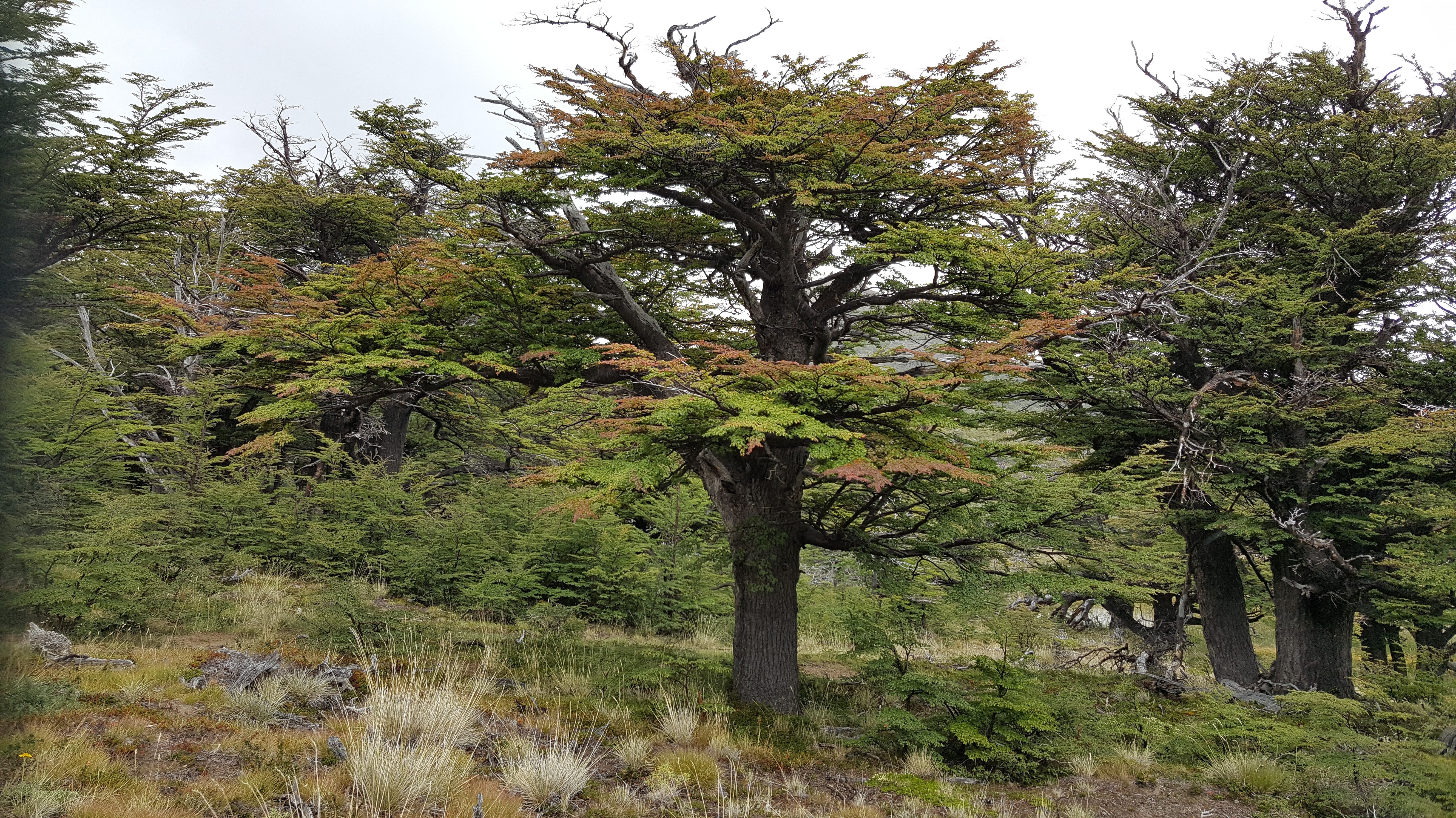 Free download high resolution image - free image free photo free stock image public domain picture -Bright paints on the trees in the Torres del Paine park