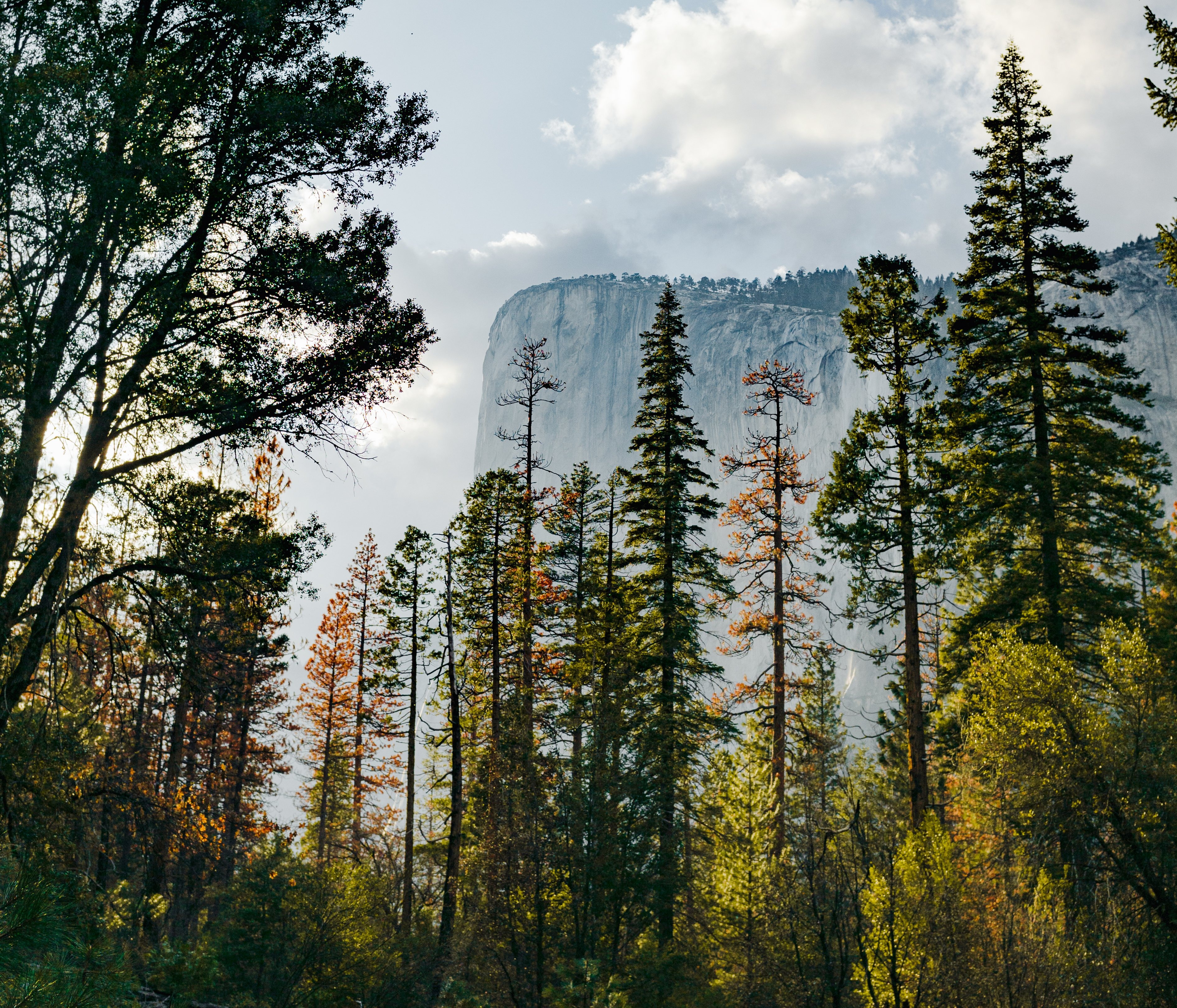 Free download high resolution image - free image free photo free stock image public domain picture -Tall thin trees with a tall cliff lurking in the background