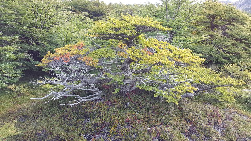 Free download high resolution image - free image free photo free stock image public domain picture  Bright paints on the trees in the Torres del Paine park