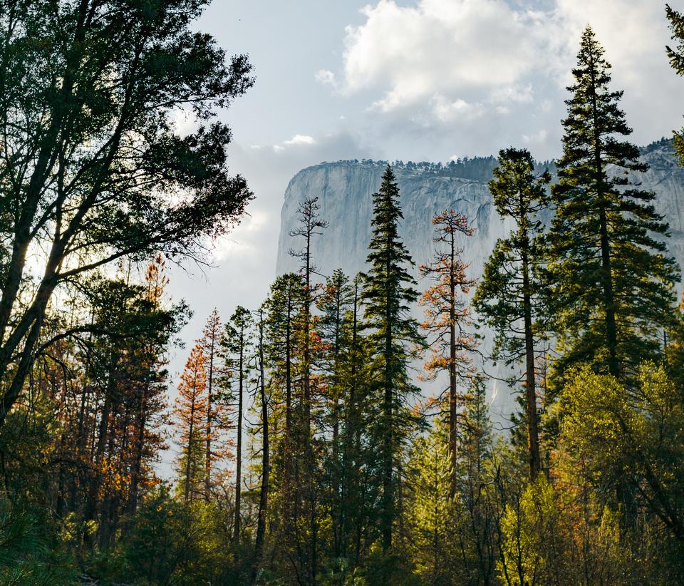 Free download high resolution image - free image free photo free stock image public domain picture  Tall thin trees with a tall cliff lurking in the background