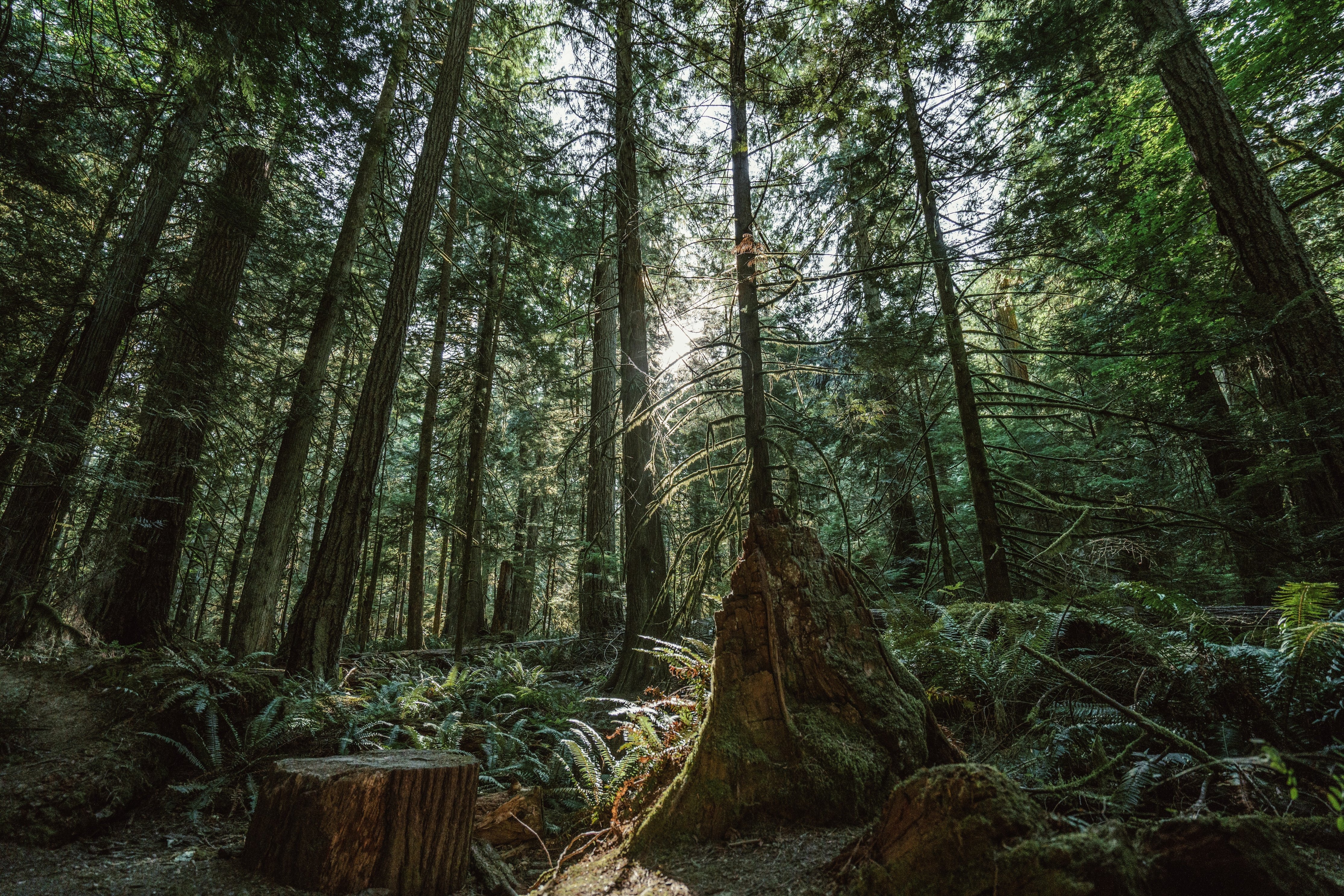 Free download high resolution image - free image free photo free stock image public domain picture -A beautiful forest scene