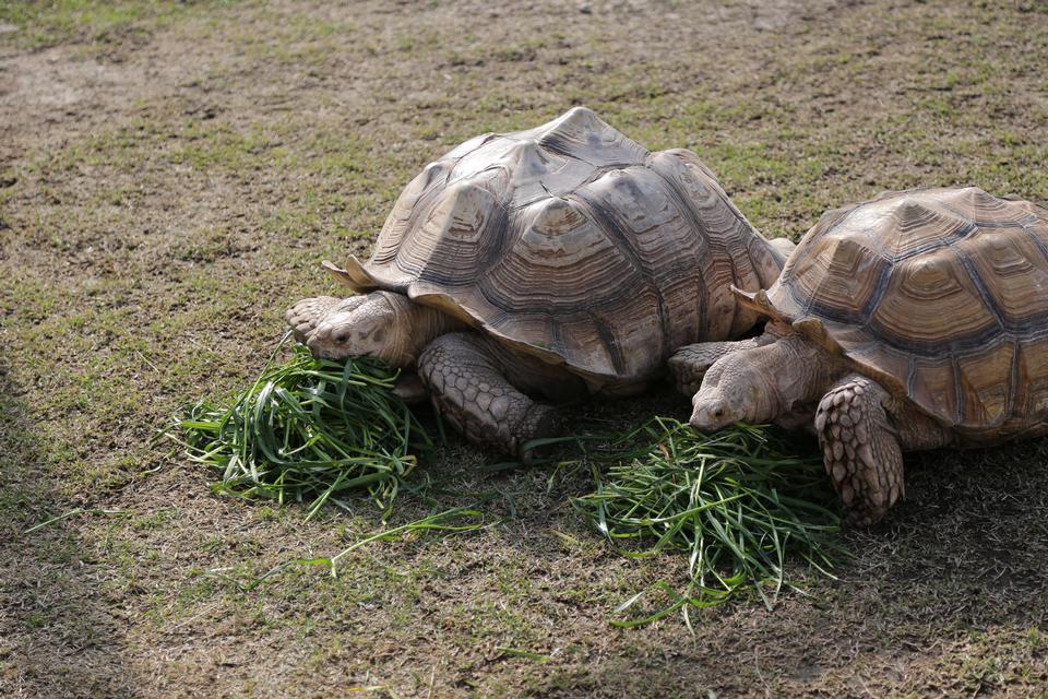 Free download high resolution image - free image free photo free stock image public domain picture  tortoise