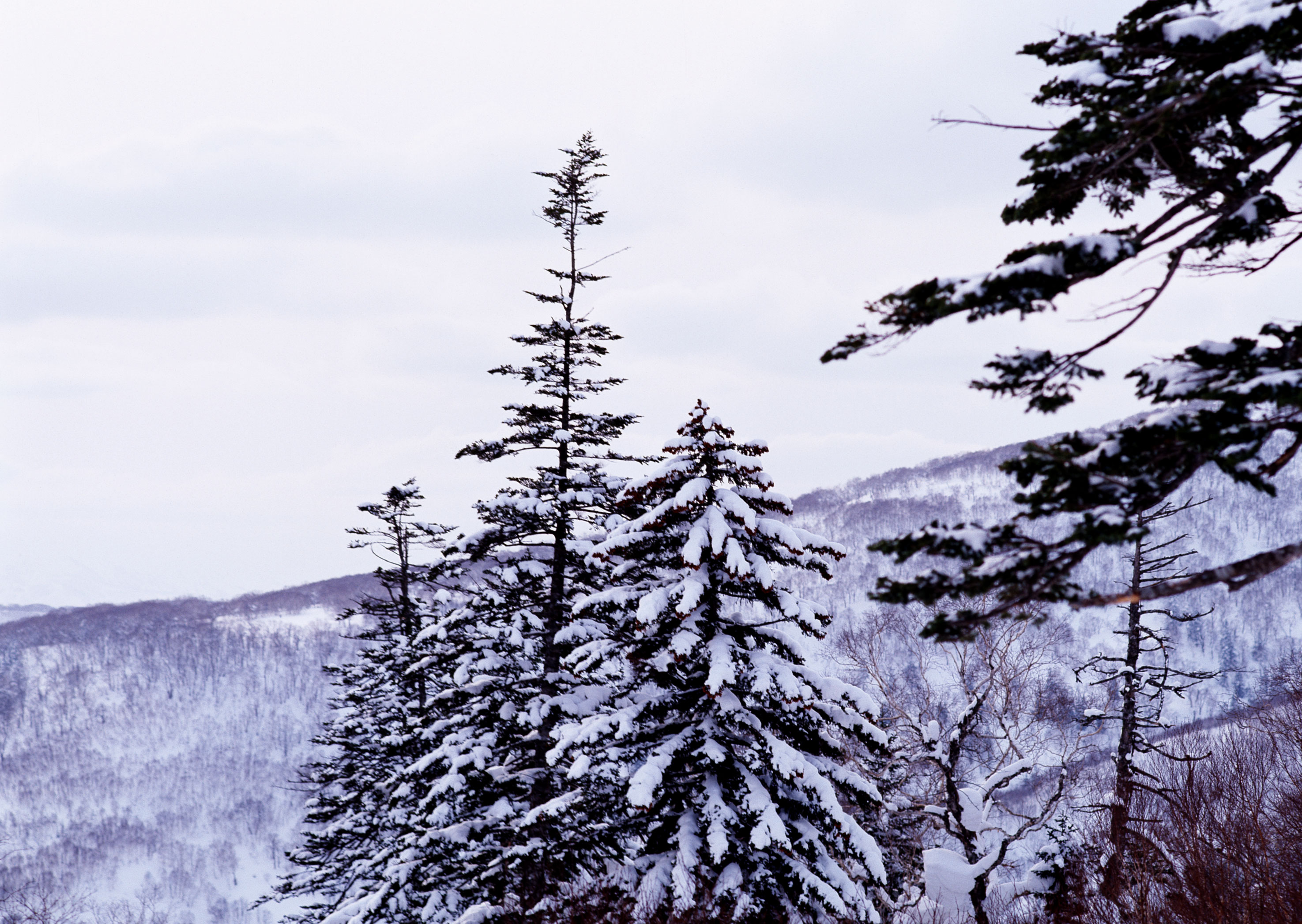 Free download high resolution image - free image free photo free stock image public domain picture -Snow covered trees under blue sky