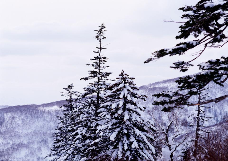 Free download high resolution image - free image free photo free stock image public domain picture  Snow covered trees under blue sky