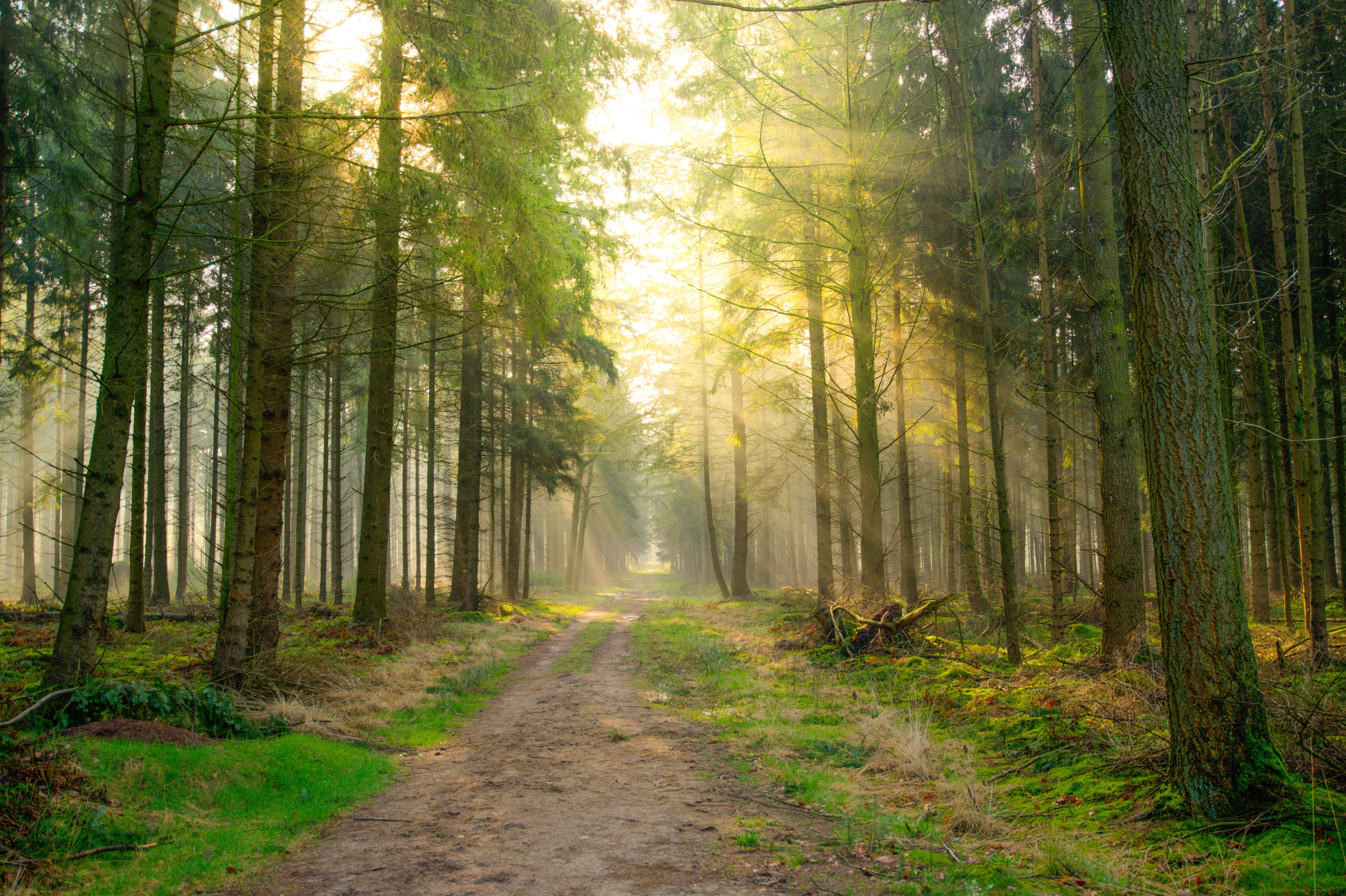 Free download high resolution image - free image free photo free stock image public domain picture -Sun beams pour through trees in foggy forest