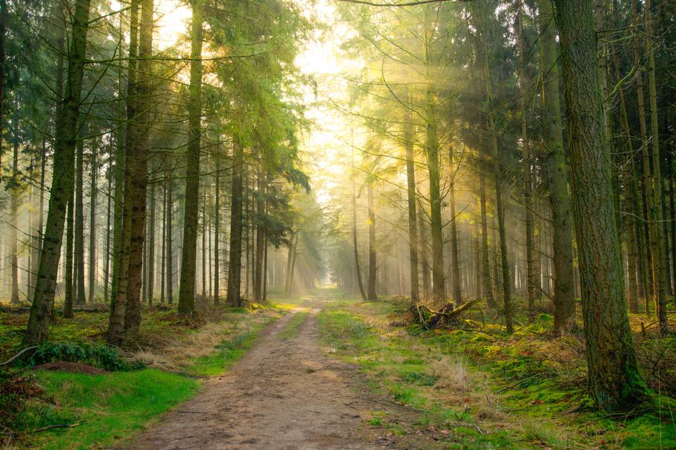 Free download high resolution image - free image free photo free stock image public domain picture  Sun beams pour through trees in foggy forest