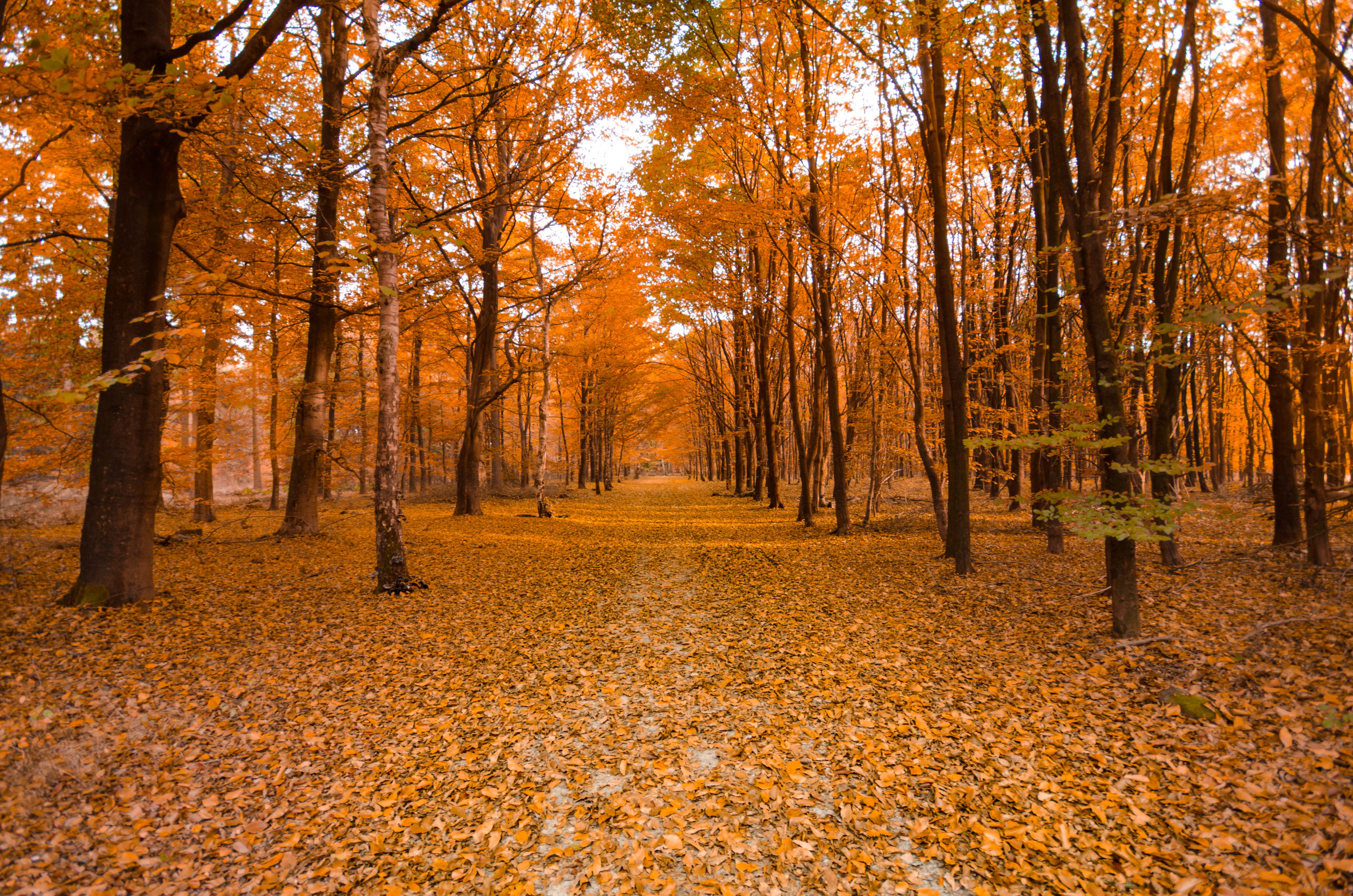 Free download high resolution image - free image free photo free stock image public domain picture -Sunlight in the autumn forest. Autumn landscape