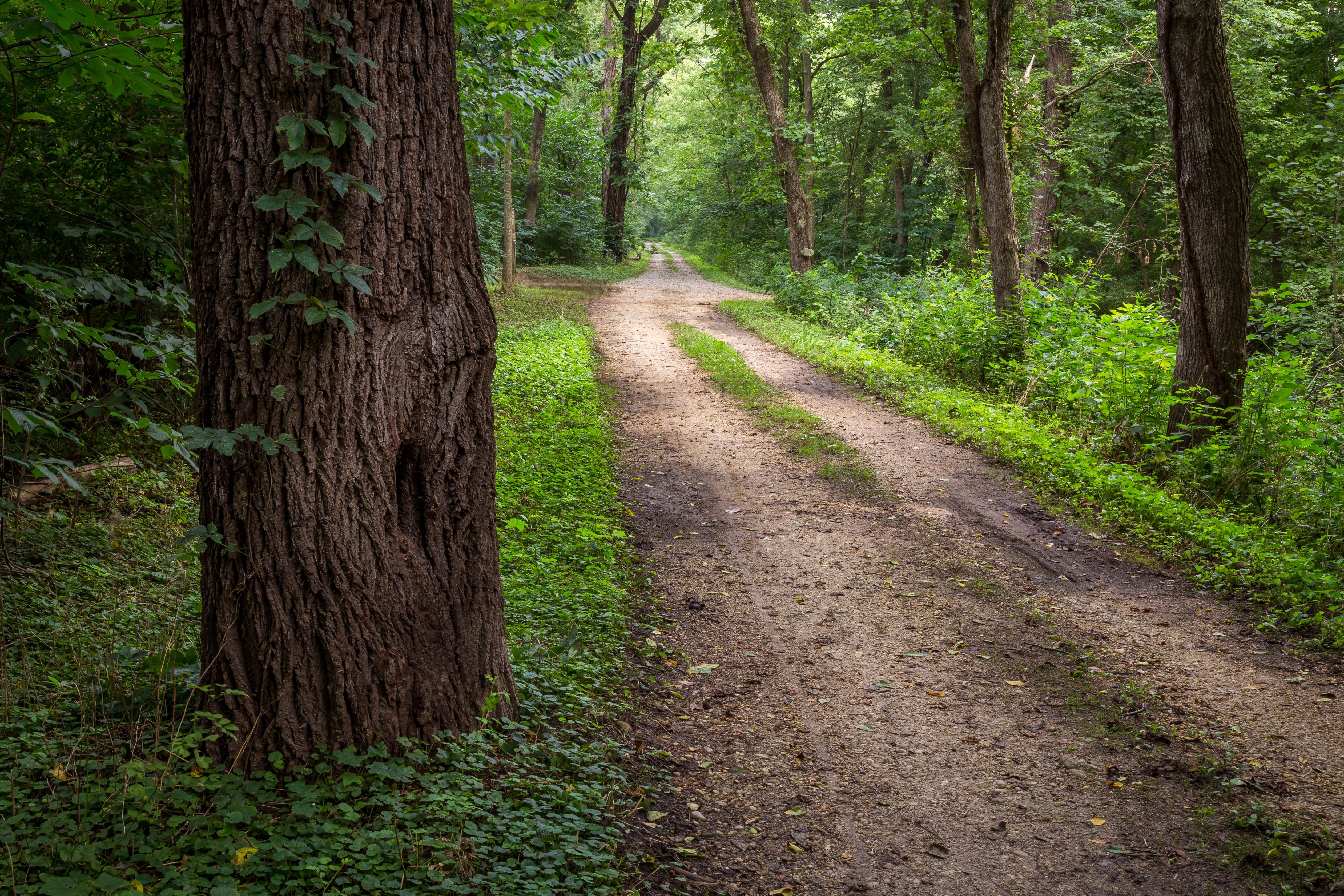 Free download high resolution image - free image free photo free stock image public domain picture -Sunshine forest trees. Peaceful outdoor scen