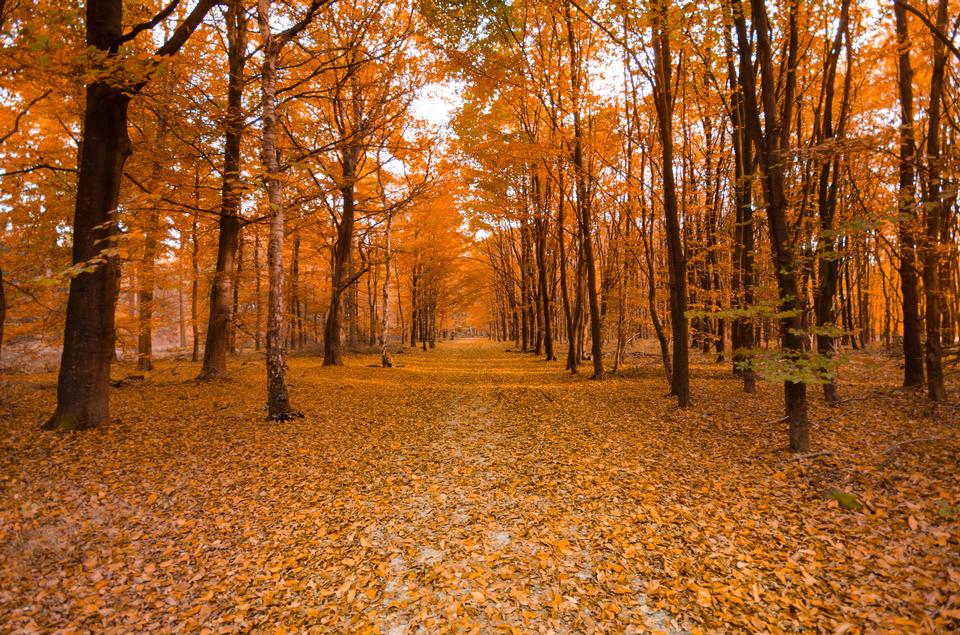 Free download high resolution image - free image free photo free stock image public domain picture  Sunlight in the autumn forest. Autumn landscape