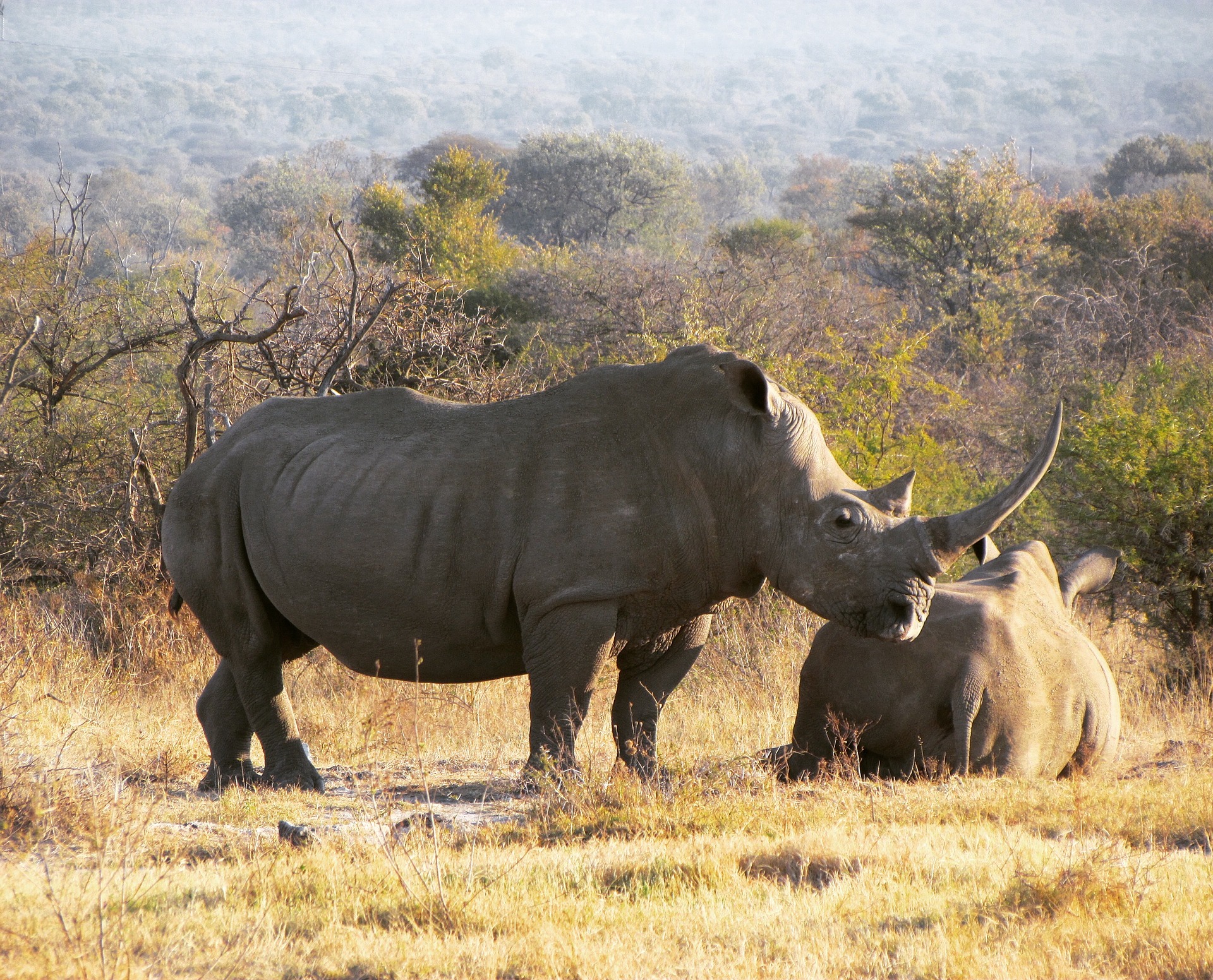 Free download high resolution image - free image free photo free stock image public domain picture -White rhinoceros