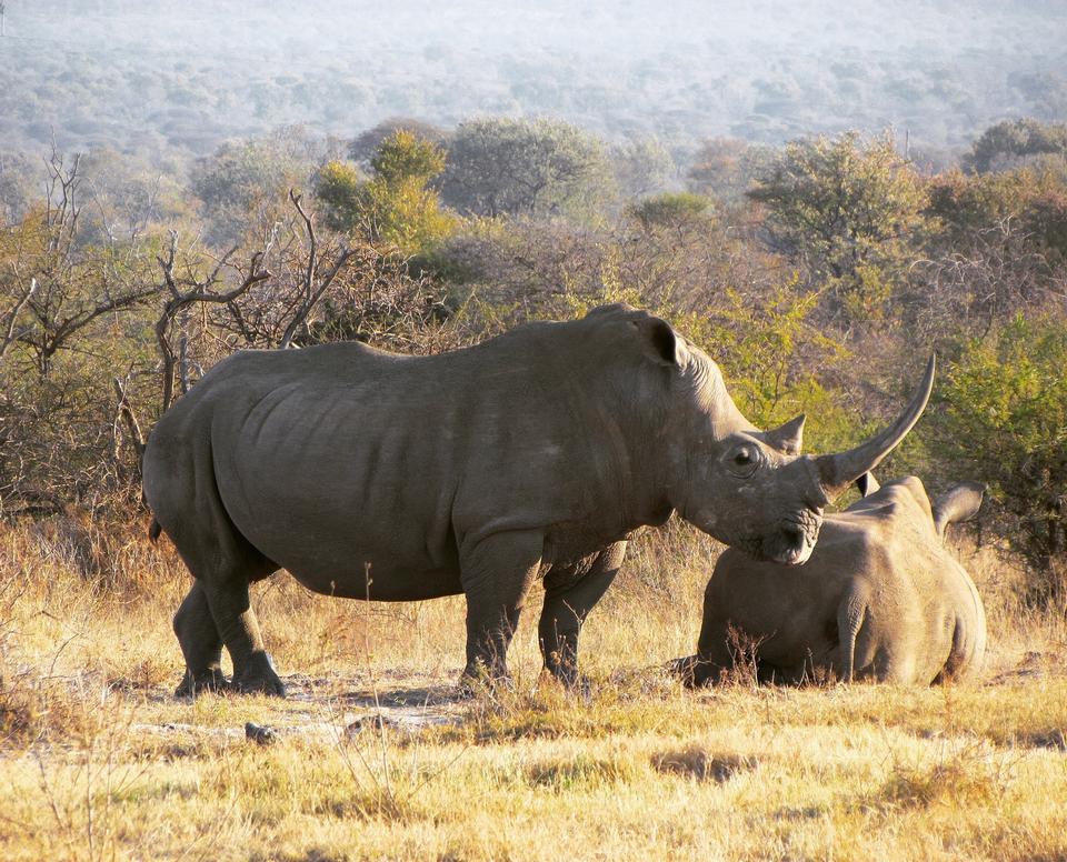 Free download high resolution image - free image free photo free stock image public domain picture  White rhinoceros