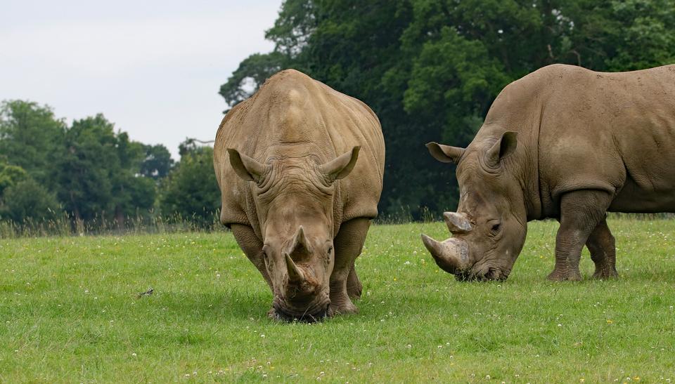 Free download high resolution image - free image free photo free stock image public domain picture  White rhinoceros