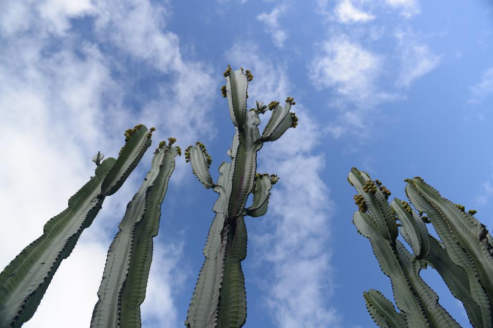 Free download high resolution image - free image free photo free stock image public domain picture  cactus plants against blue sky