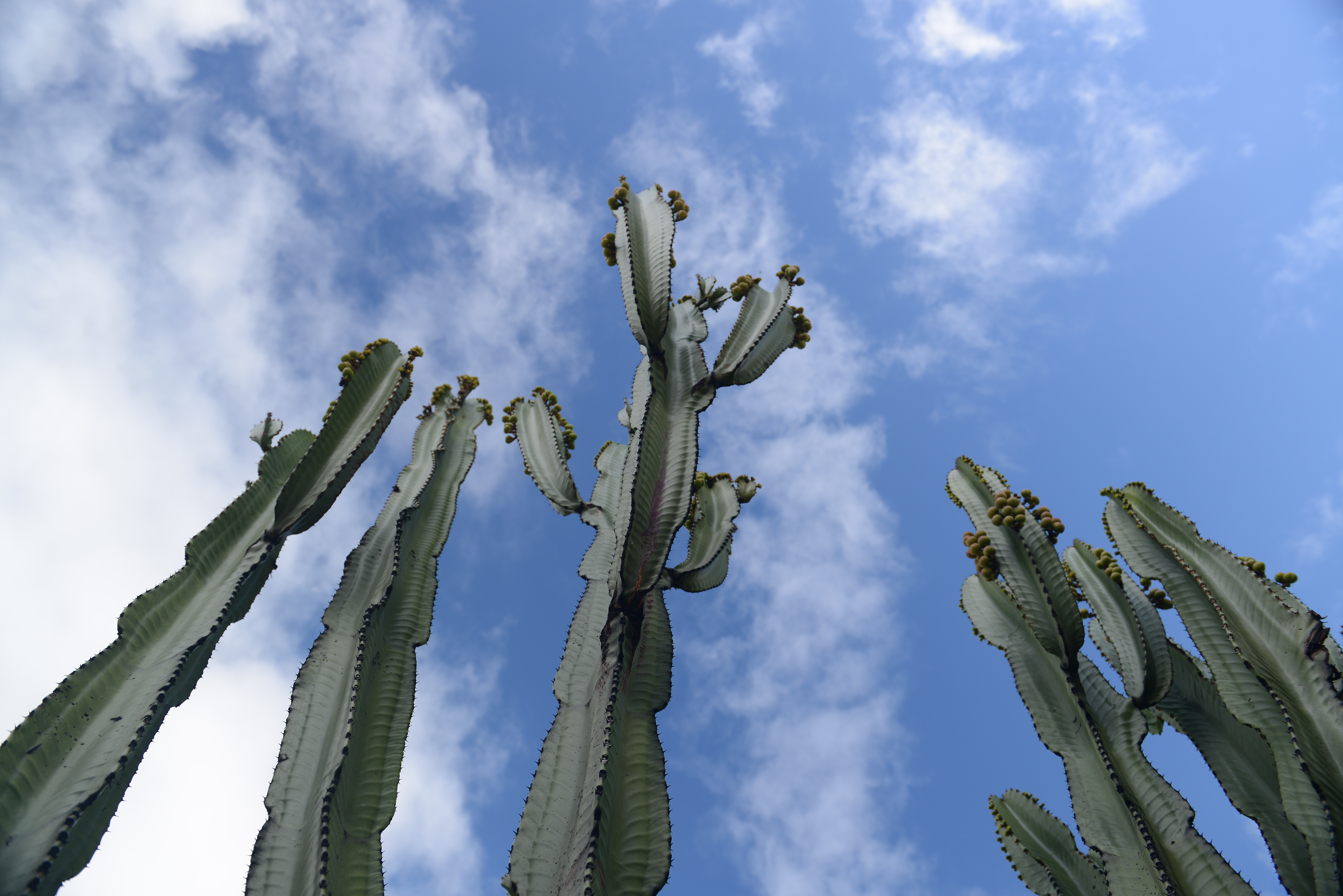 Free download high resolution image - free image free photo free stock image public domain picture -cactus plants against blue sky