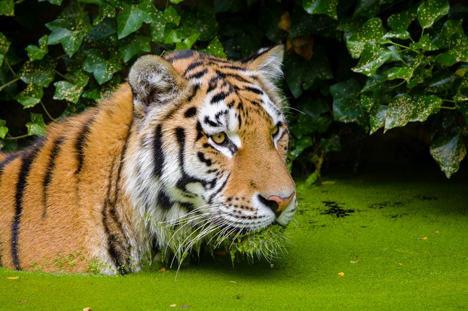 Free download high resolution image - free image free photo free stock image public domain picture  Siberian Tiger submerged in the waters of a swamp