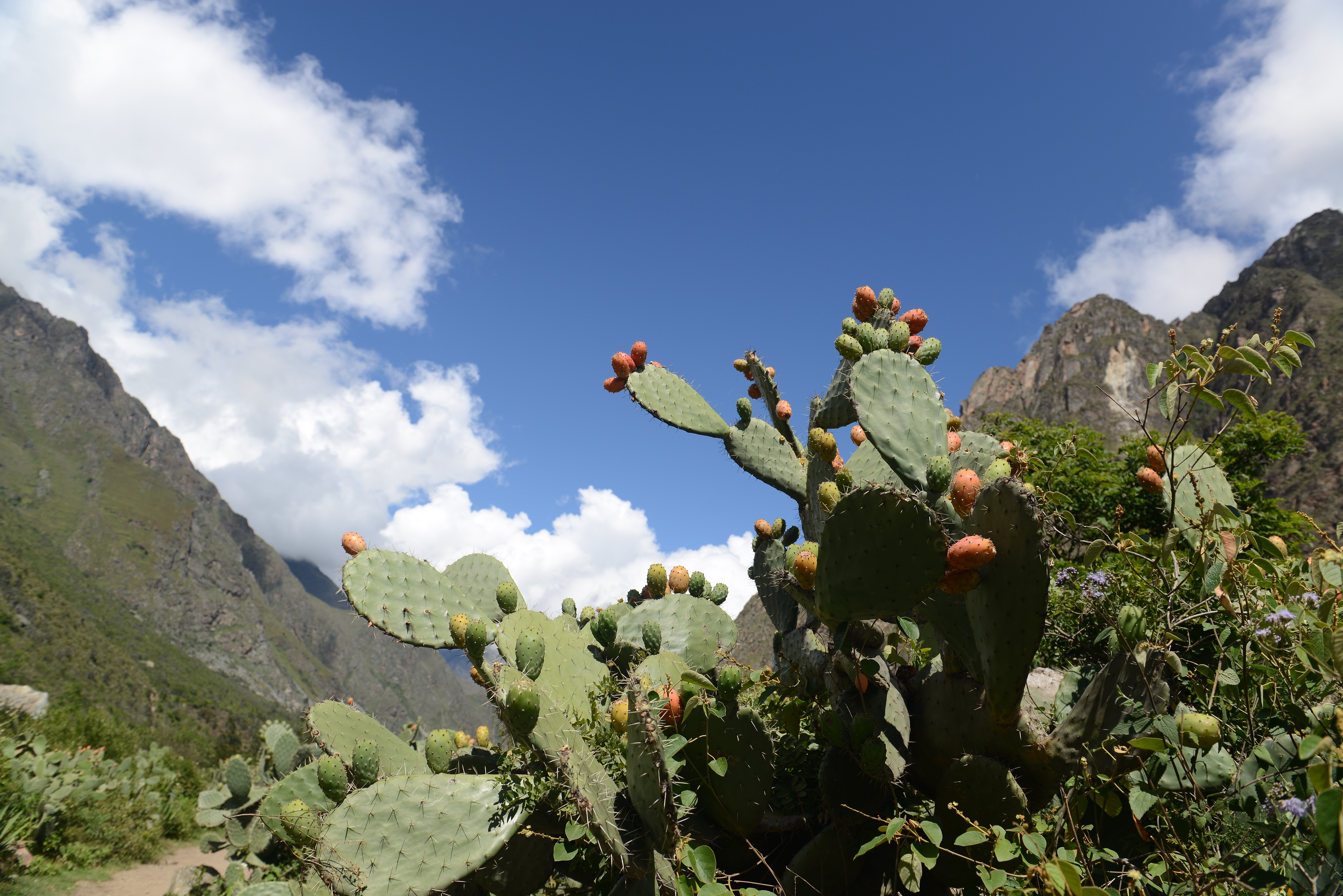 Free download high resolution image - free image free photo free stock image public domain picture -A cactus growing on a stone wall