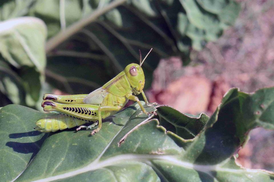 Free download high resolution image - free image free photo free stock image public domain picture  brown grasshopper on green leaves