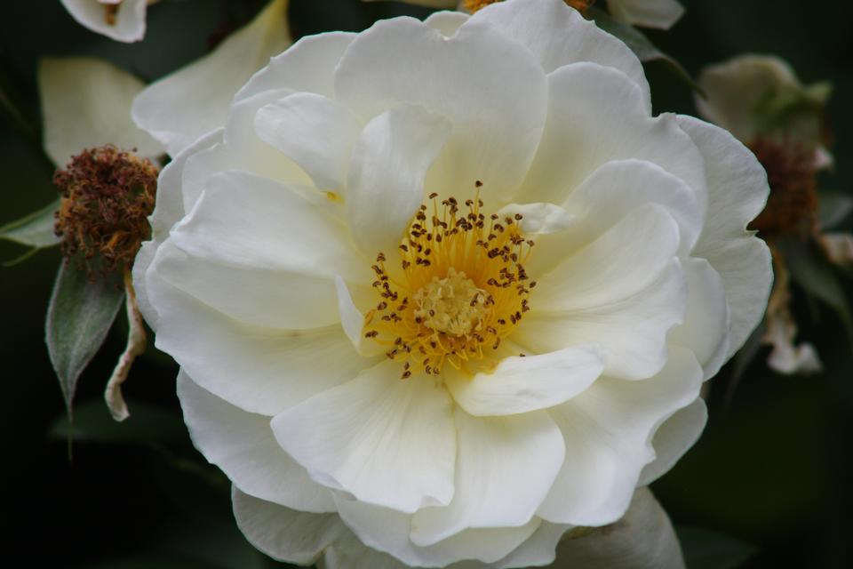 Free download high resolution image - free image free photo free stock image public domain picture  Closeup of roses at International Rose Test Garden