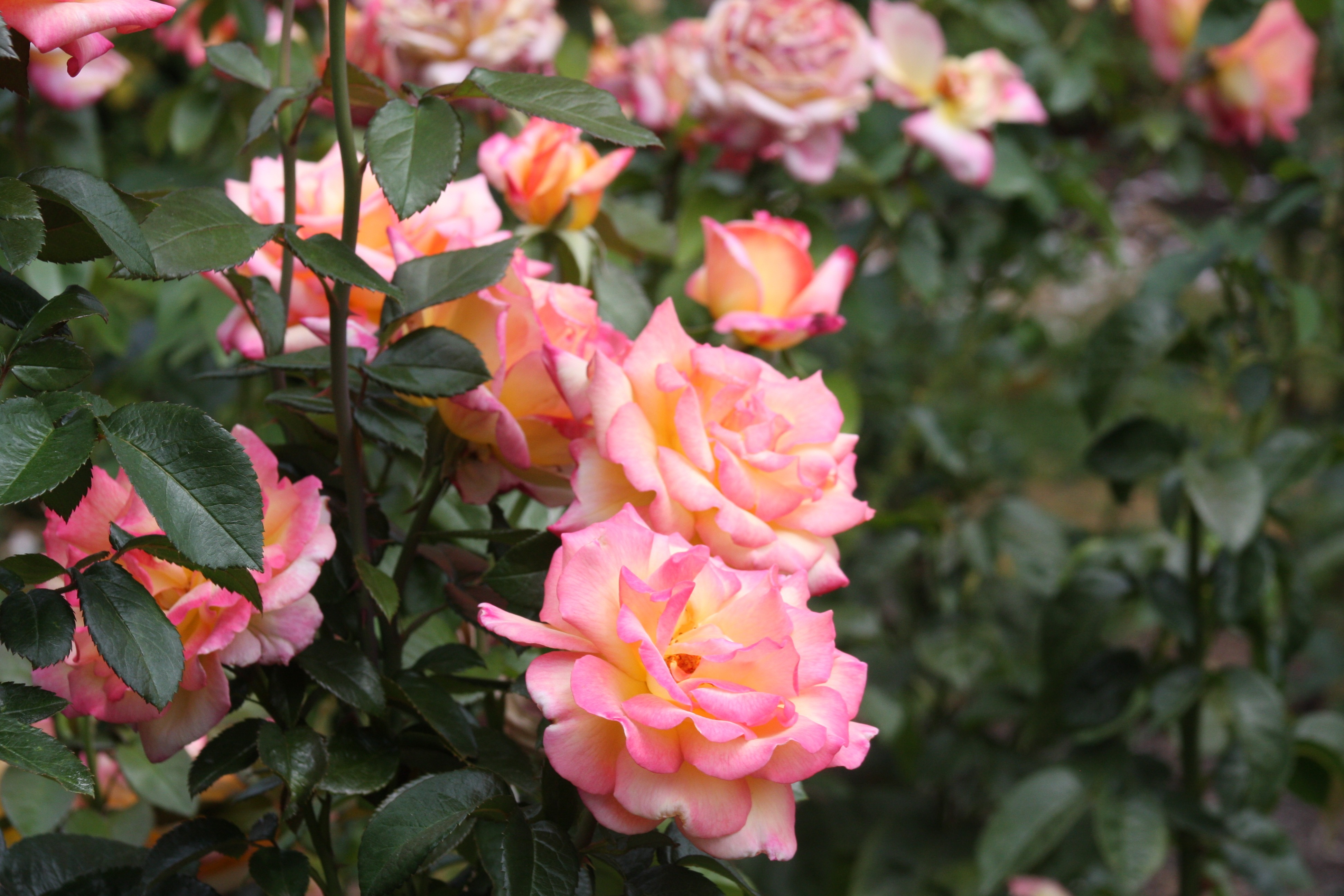 Free download high resolution image - free image free photo free stock image public domain picture -Washington Park International Rose Test Garden