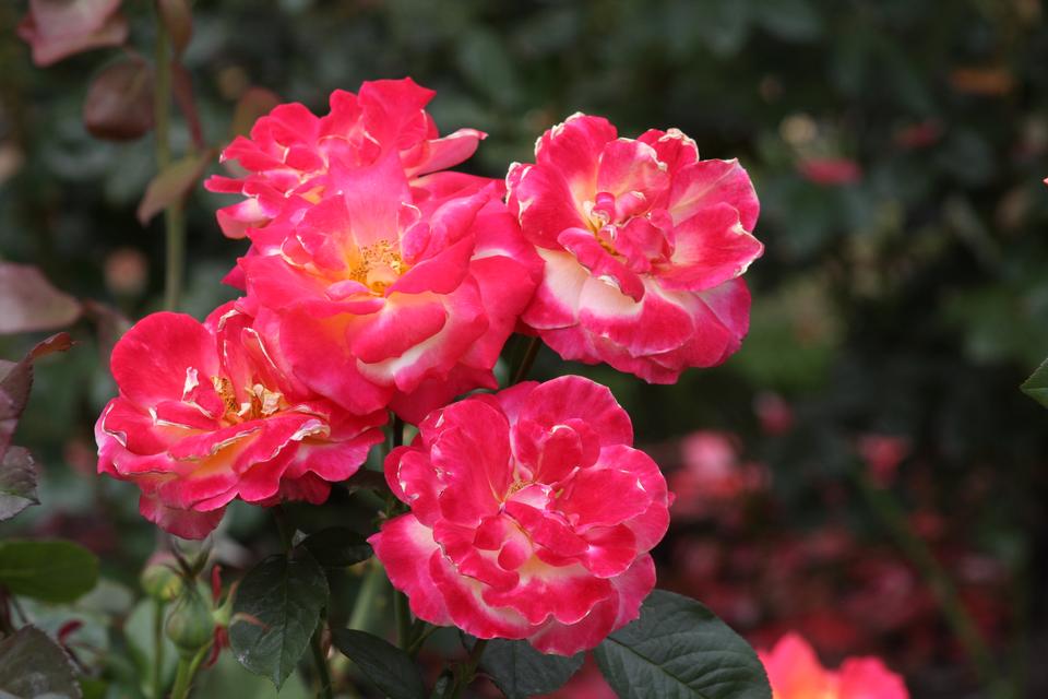 Free download high resolution image - free image free photo free stock image public domain picture  Closeup of roses at International Rose Test Garden