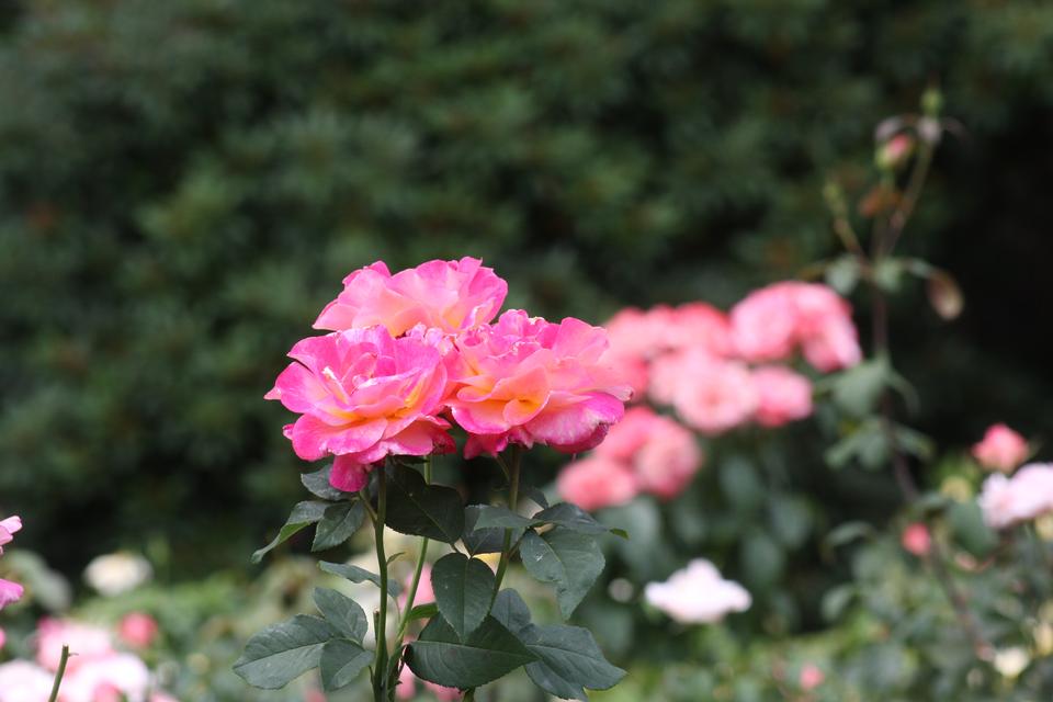 Free download high resolution image - free image free photo free stock image public domain picture  Closeup of roses at International Rose Test Garden