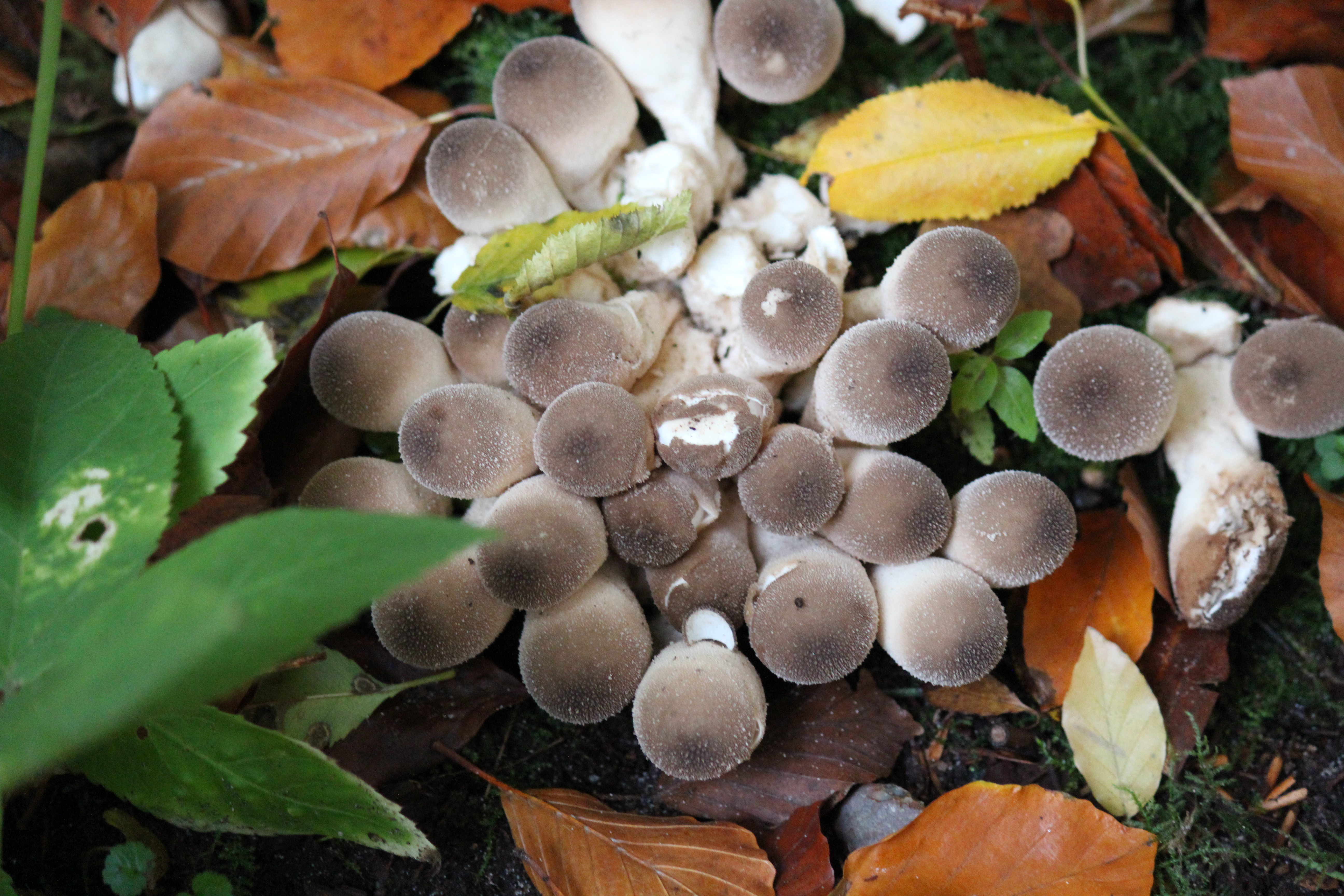 Free download high resolution image - free image free photo free stock image public domain picture -mushrooms, nature