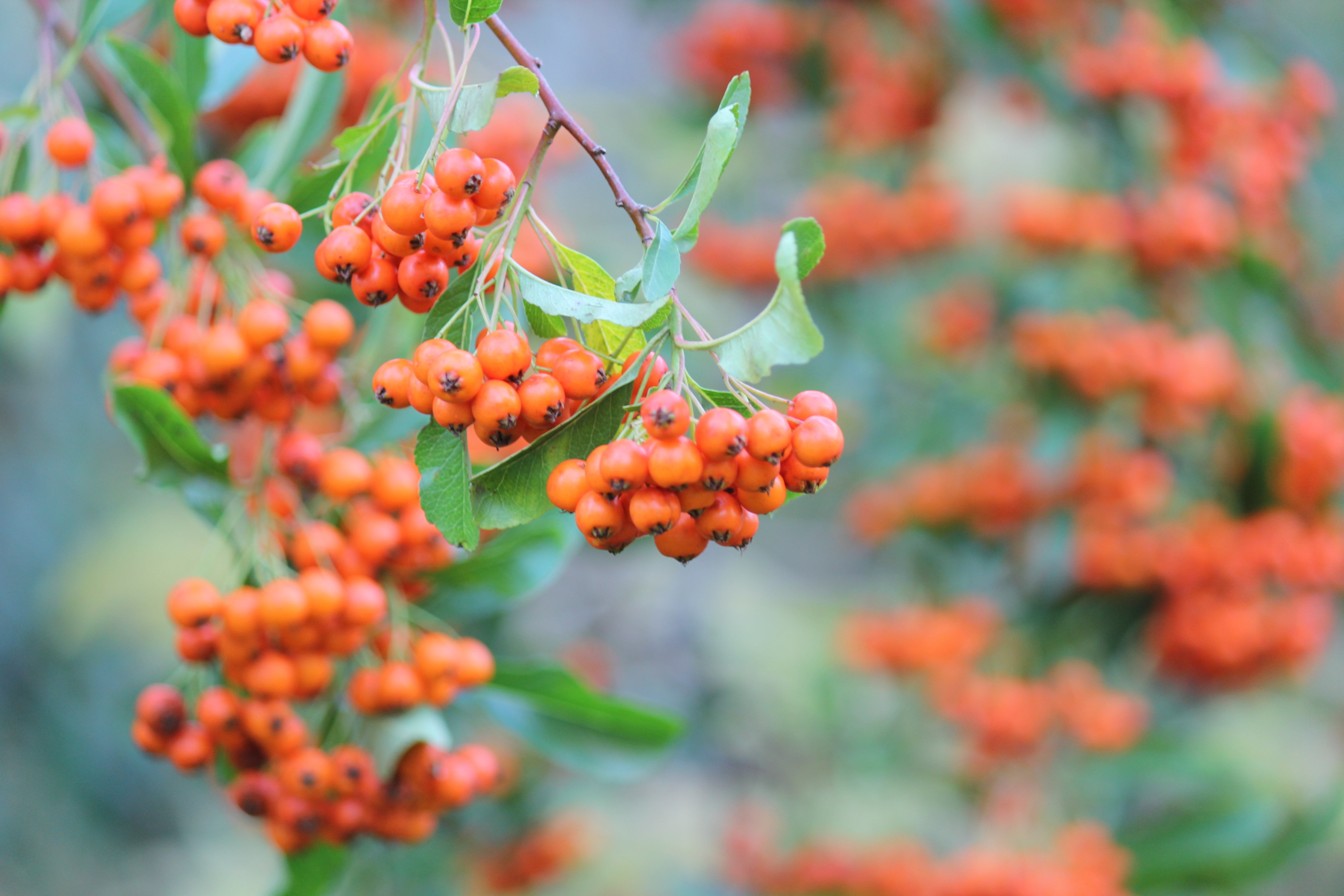 Free download high resolution image - free image free photo free stock image public domain picture -rowanberry, tree