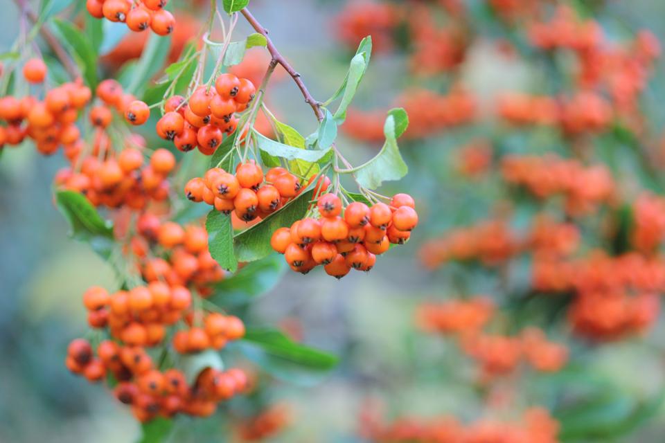 Free download high resolution image - free image free photo free stock image public domain picture  rowanberry, tree